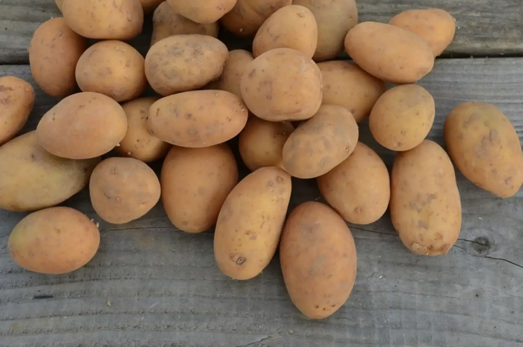 pomme de terre nouvelles "monalisa"