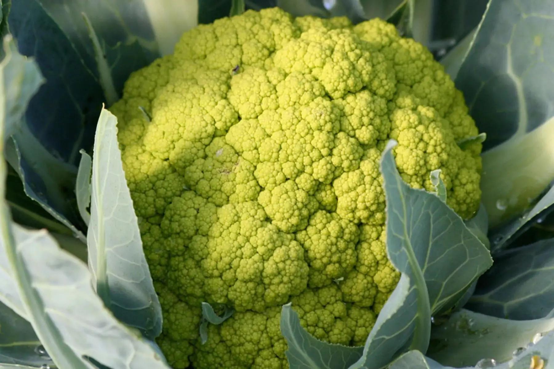 chou fleur "verde di macerata"