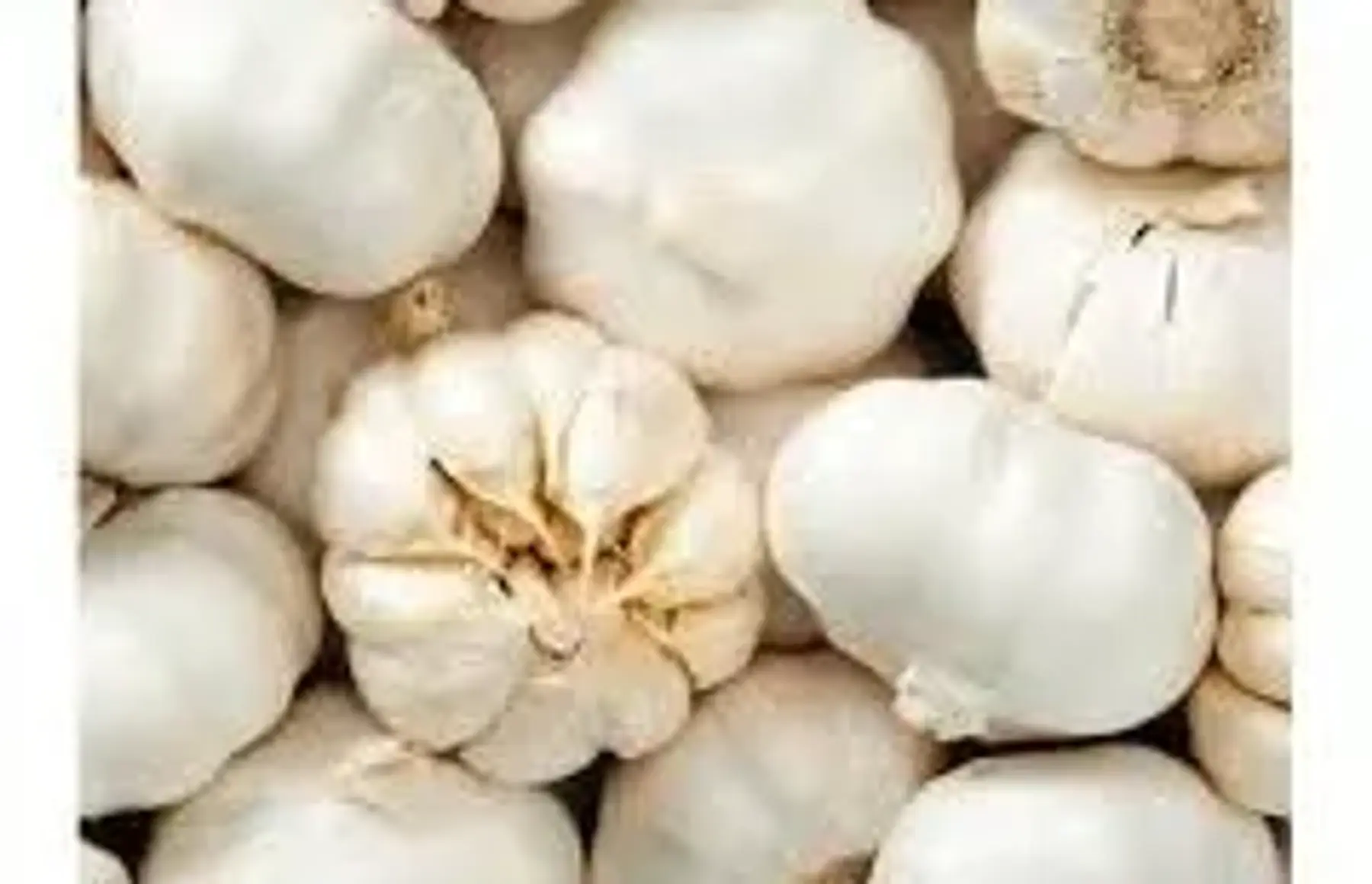 Ail blanc
