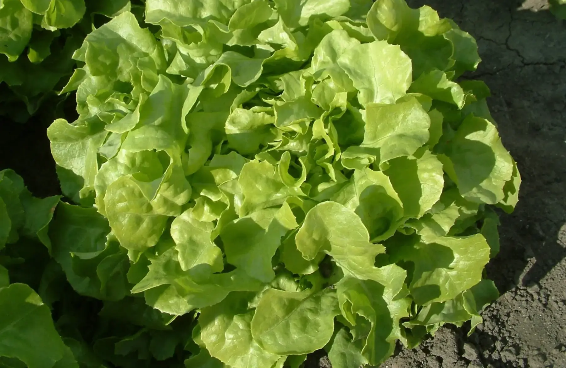 laitue "feuille de chêne" verte