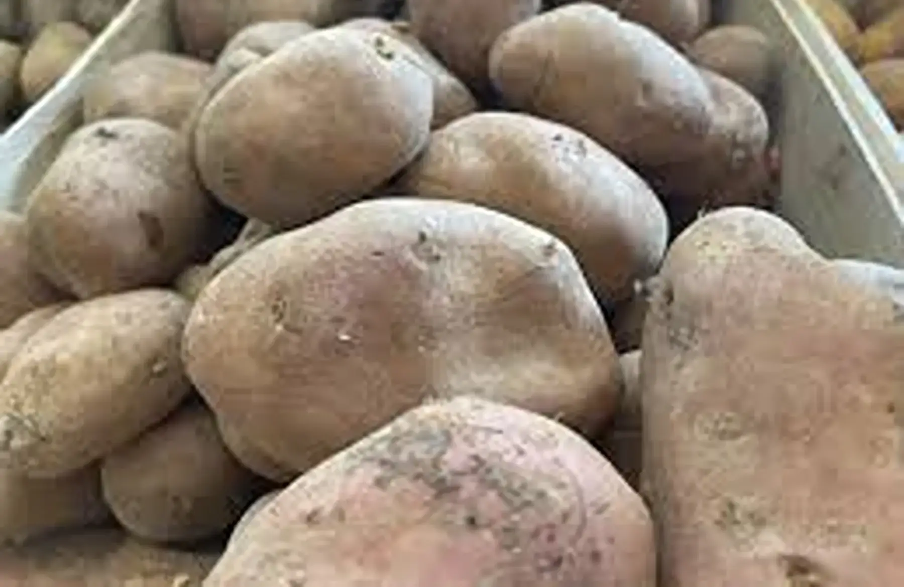 pomme de terre "désirée"