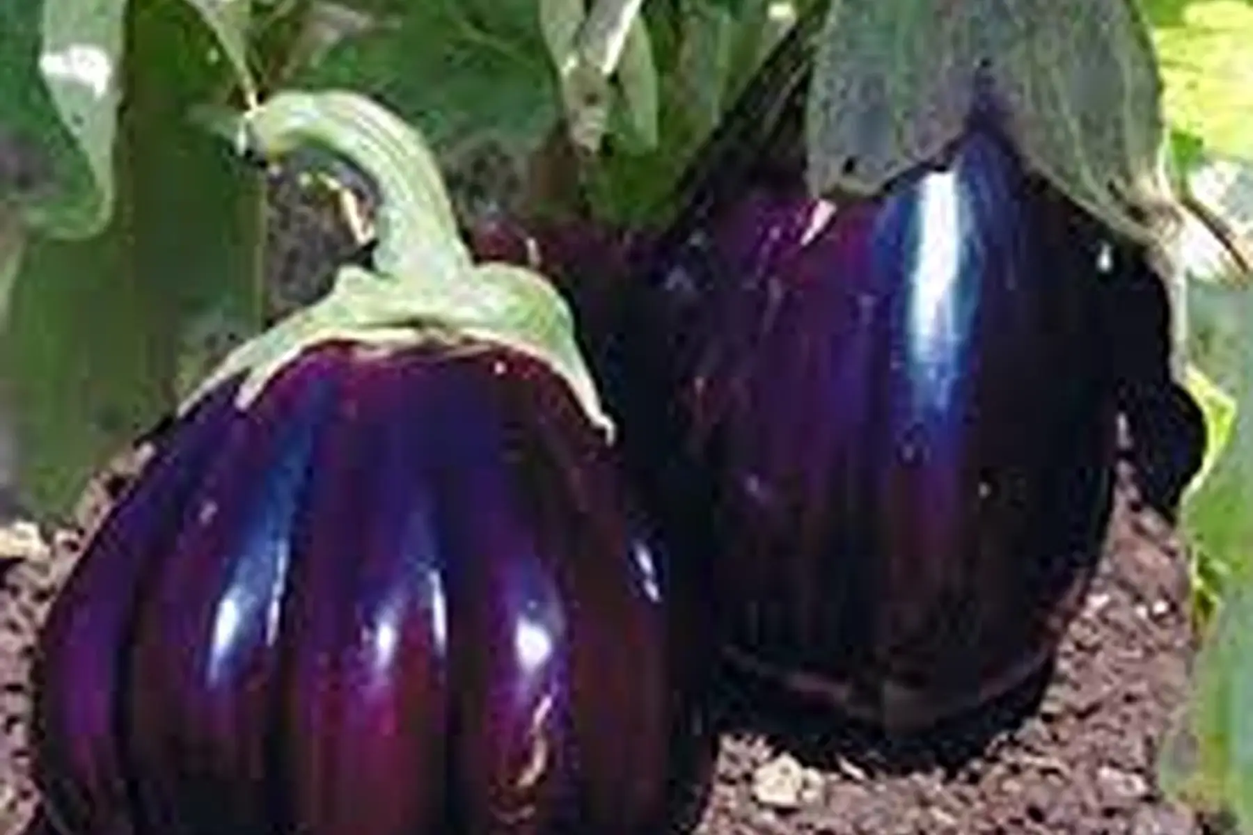 aubergine "black beauty"