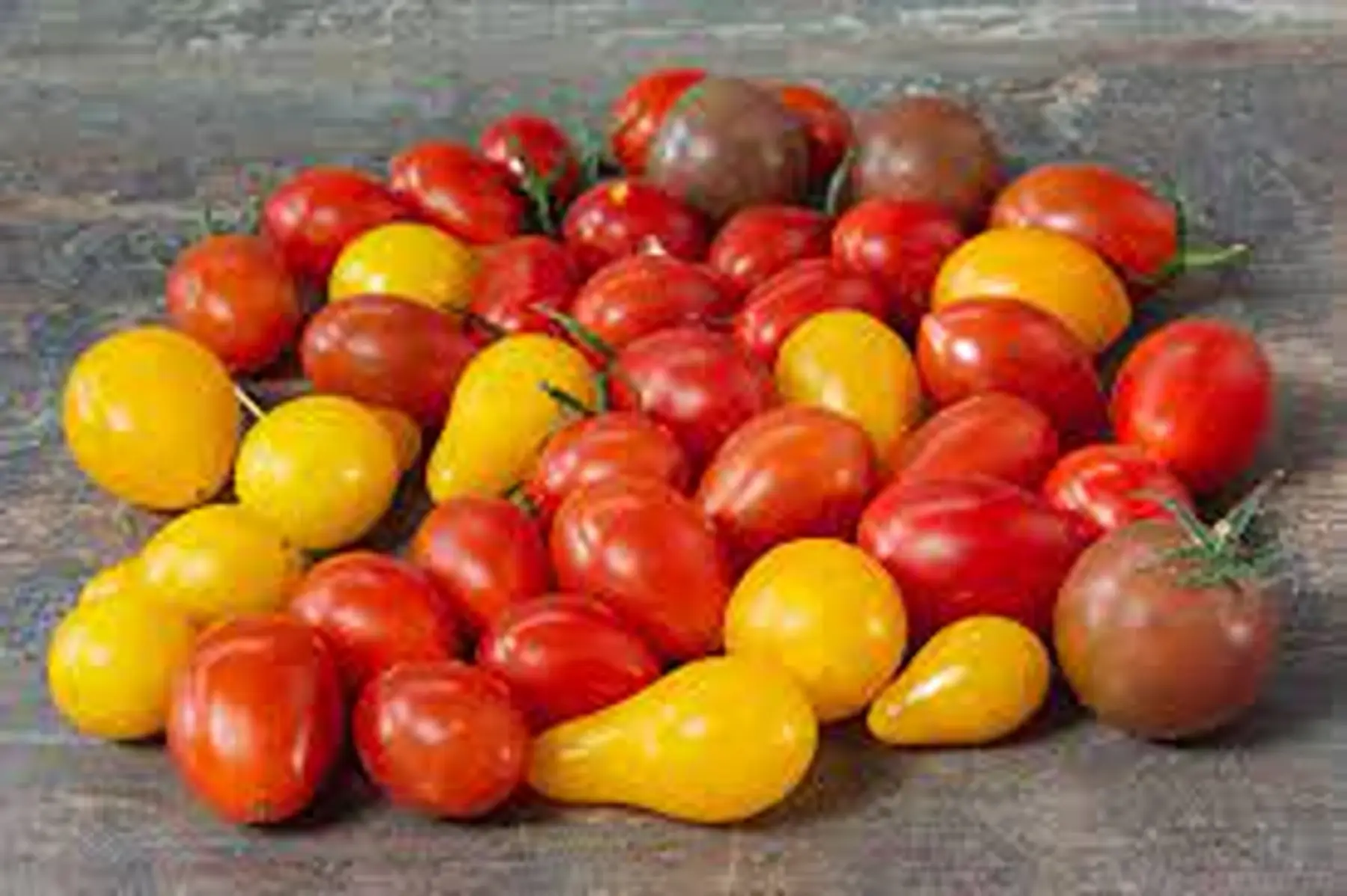 tomates cerise variées
