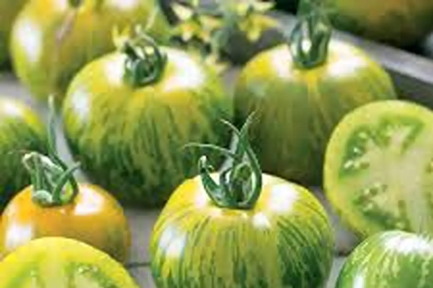 tomate "green zebra"