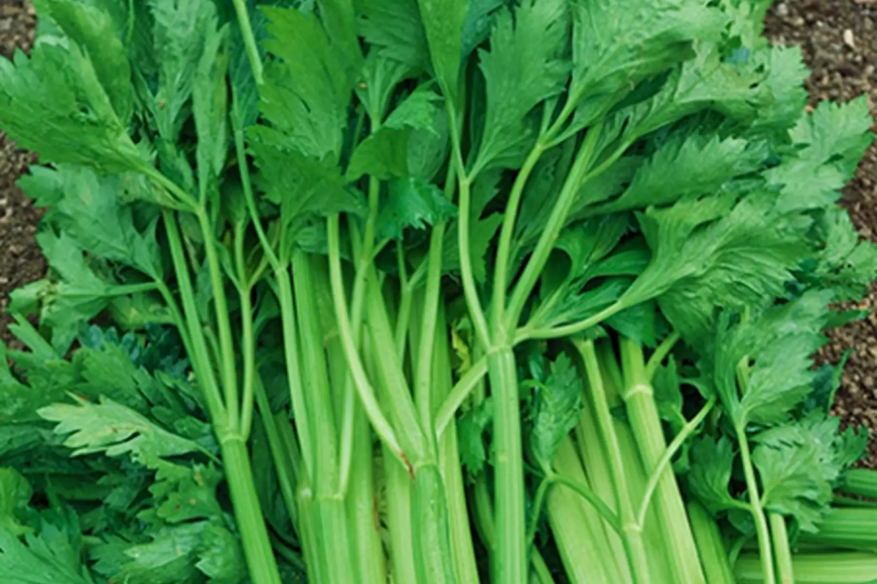 celeri branche vert d'elne