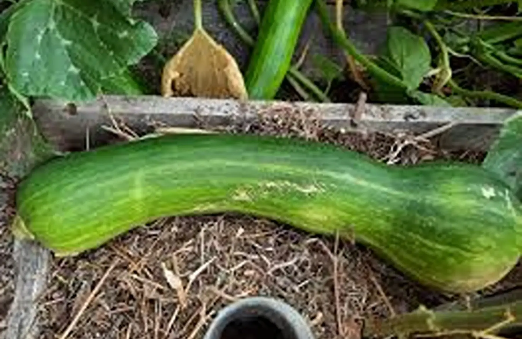 courge "longue de nice" au stade "courgette"
