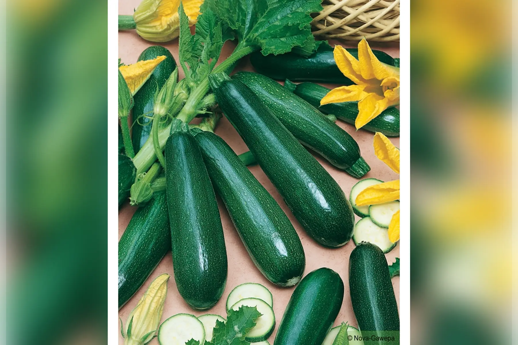 courgette "noire verte de milan"