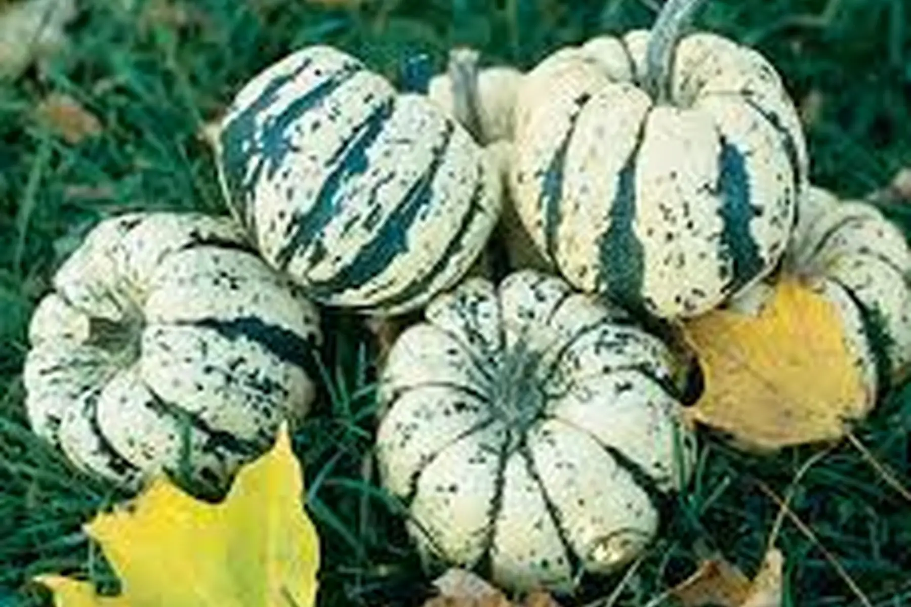 courge "patidou"