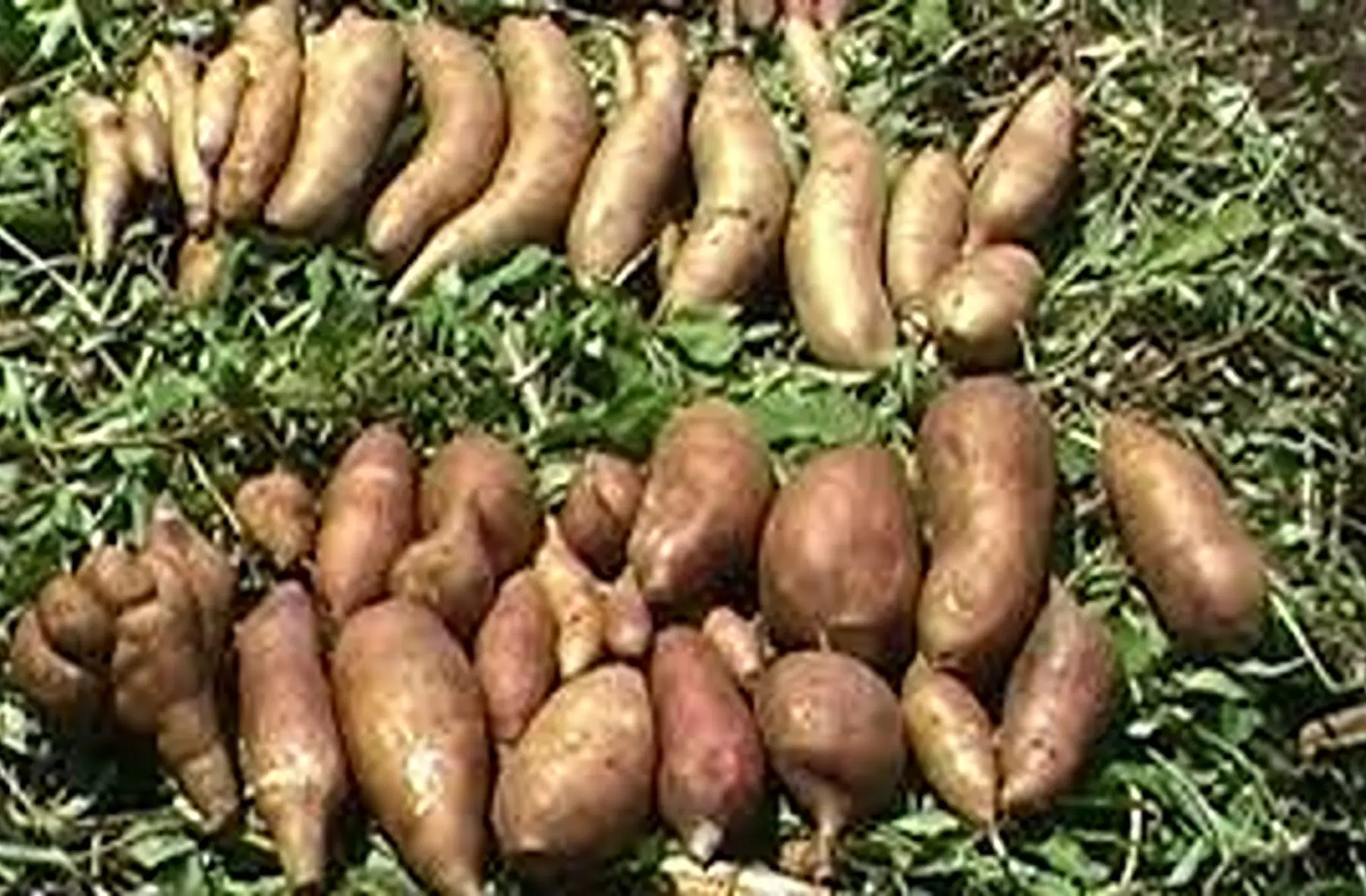 poire de terre ou "yakon"