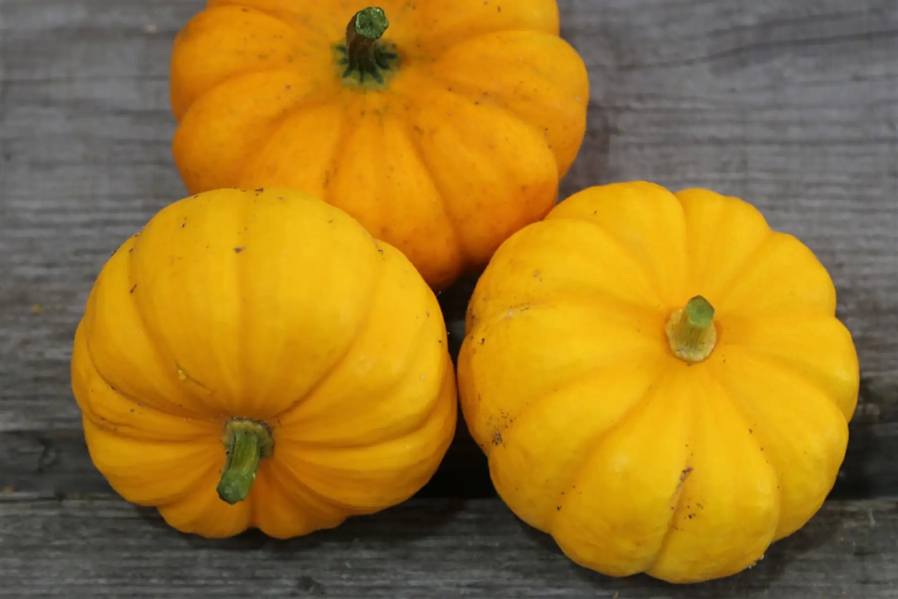courge "jack be little"