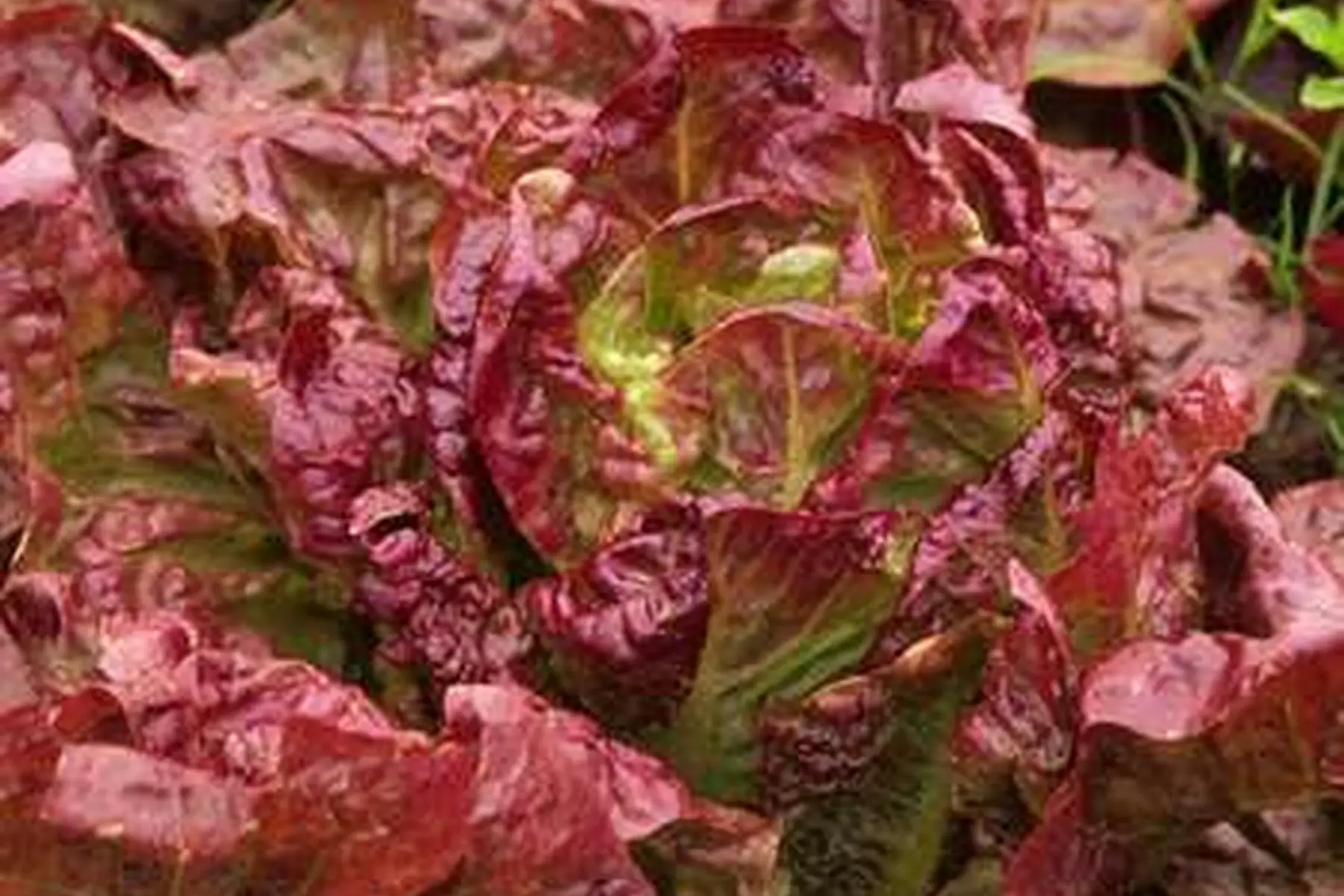 batavia "rouge grenobloise"
