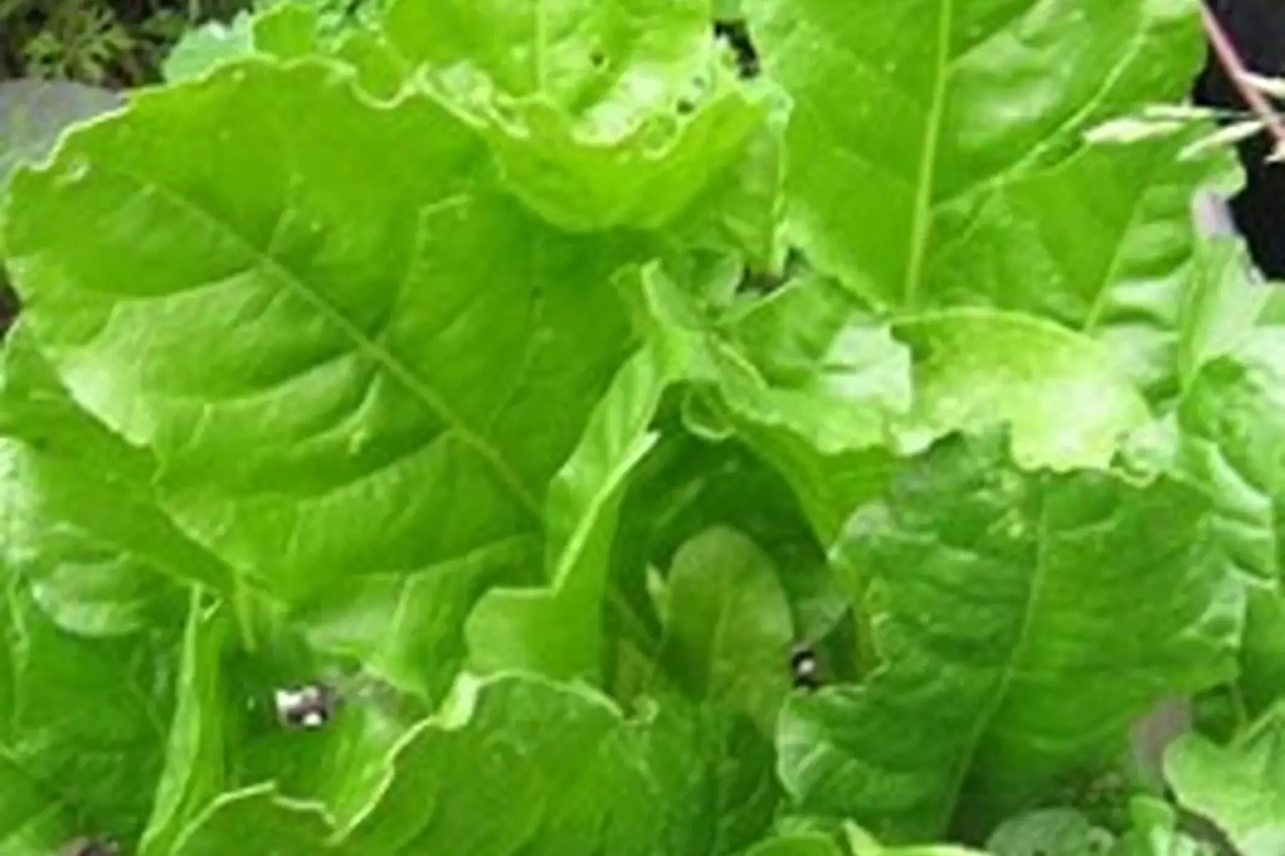 blette épinard
