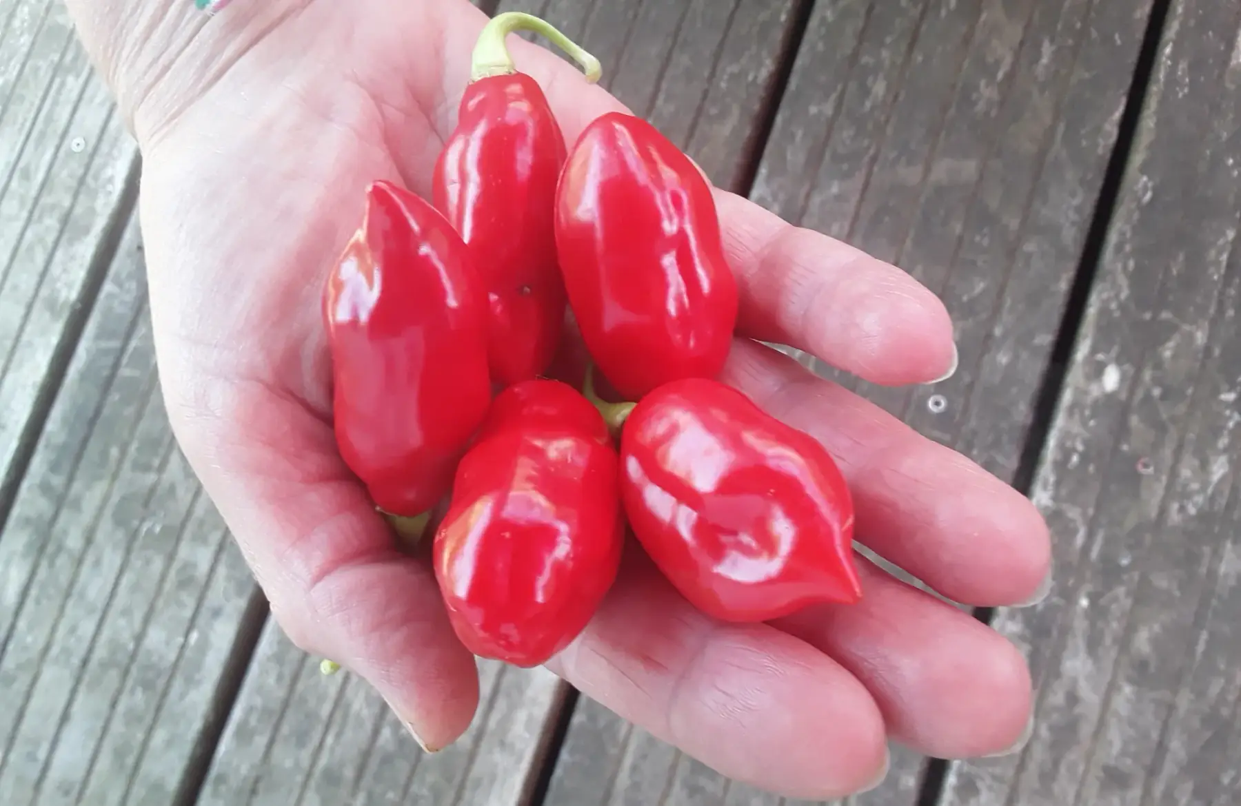 Piment végétarien