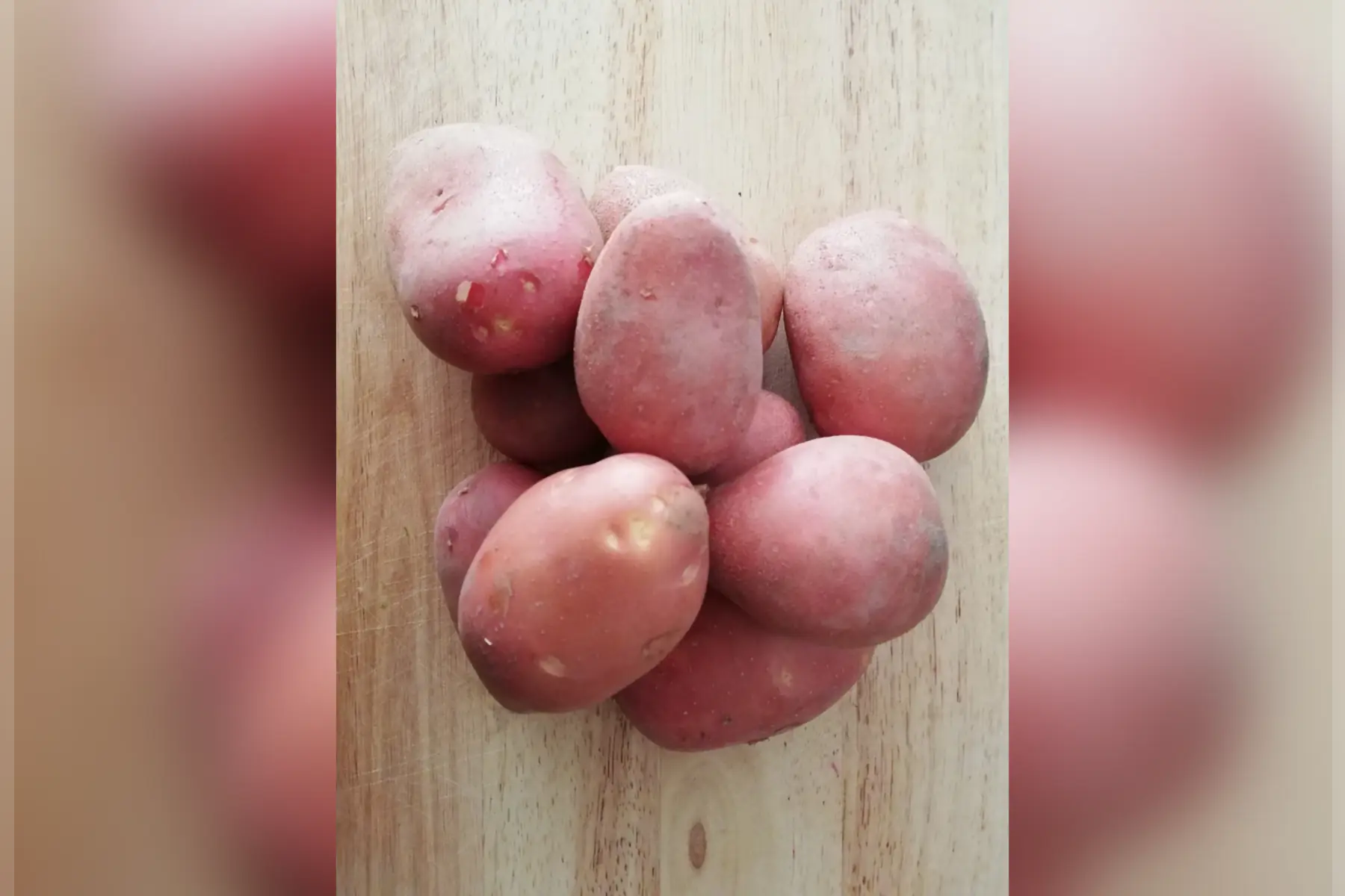 pomme de terre "rosabelle"