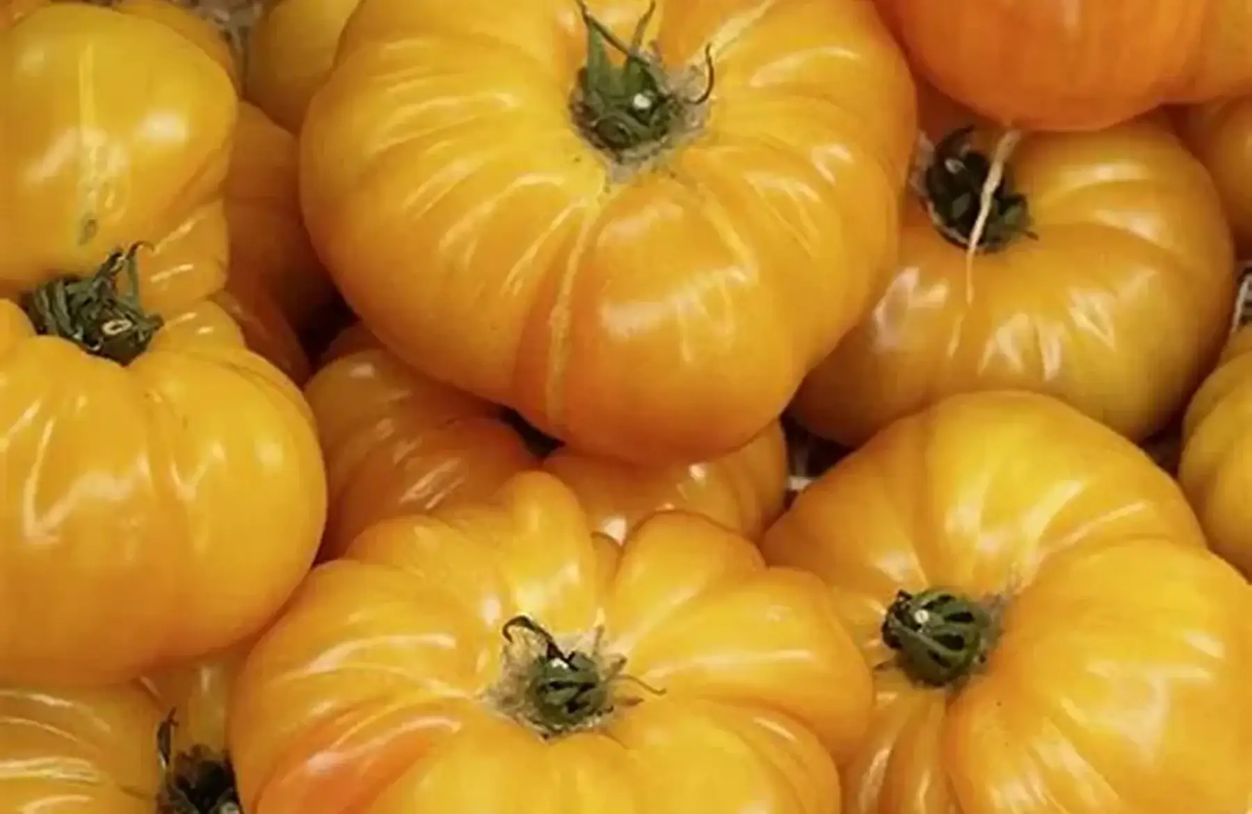 tomates "ananas"