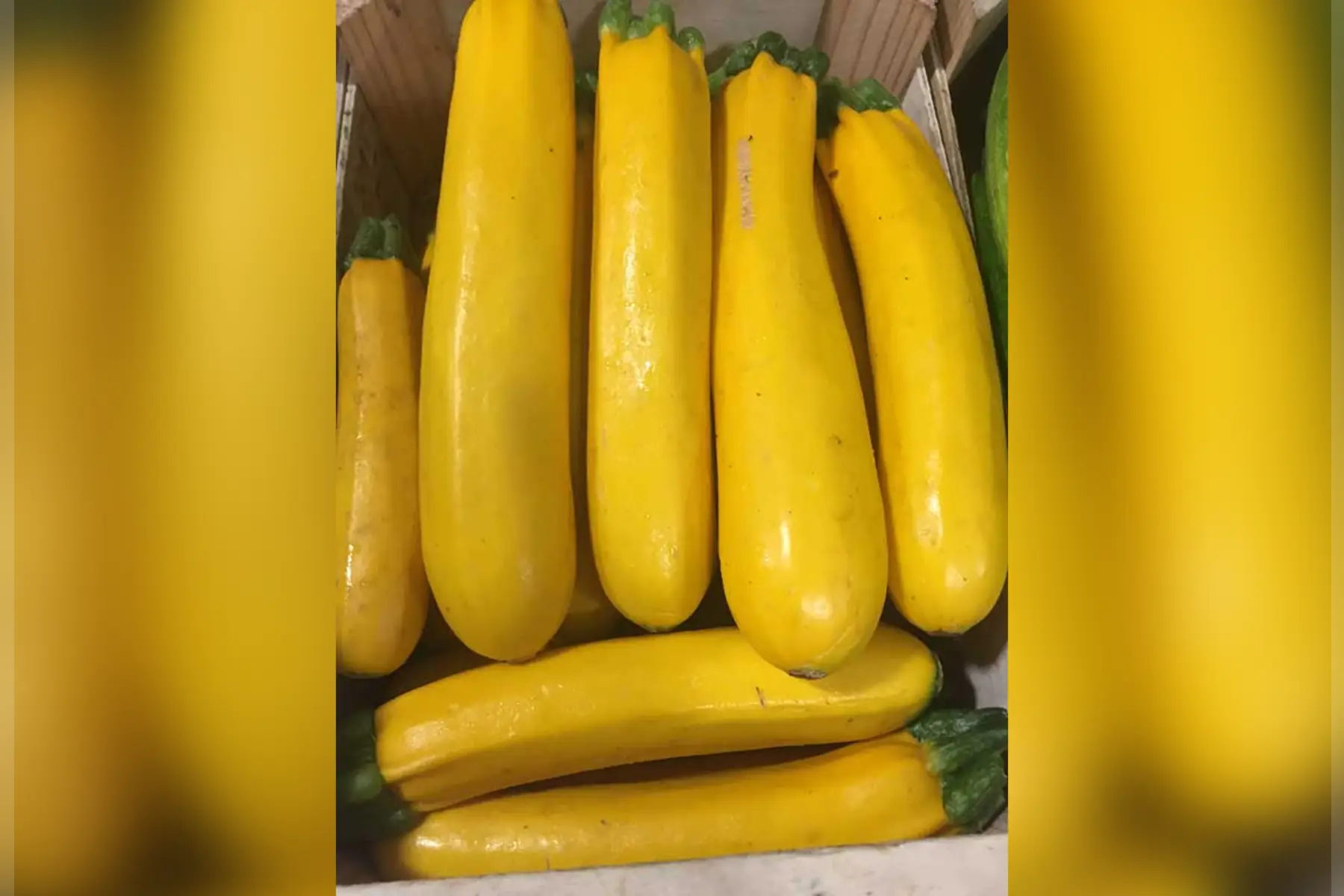 courgette jaune "gold rush"