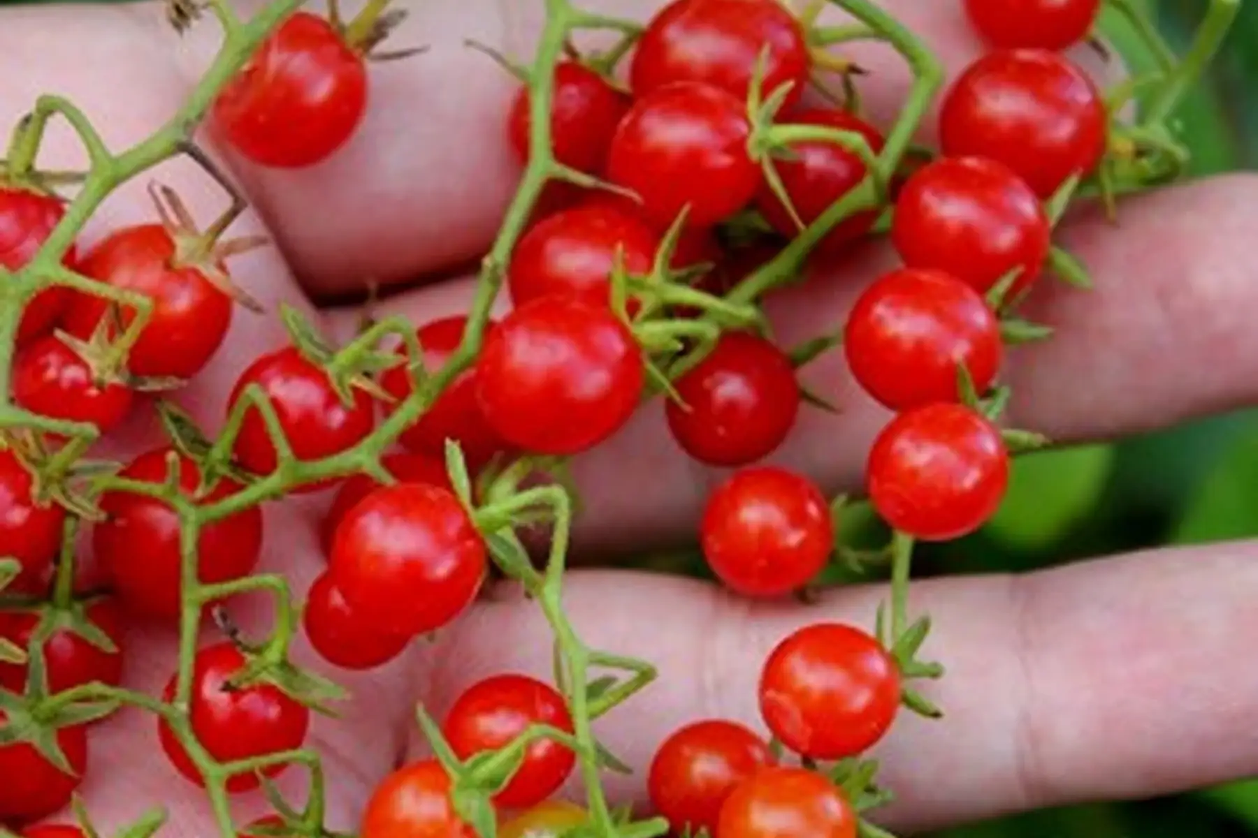 tomate cerise "groseille"