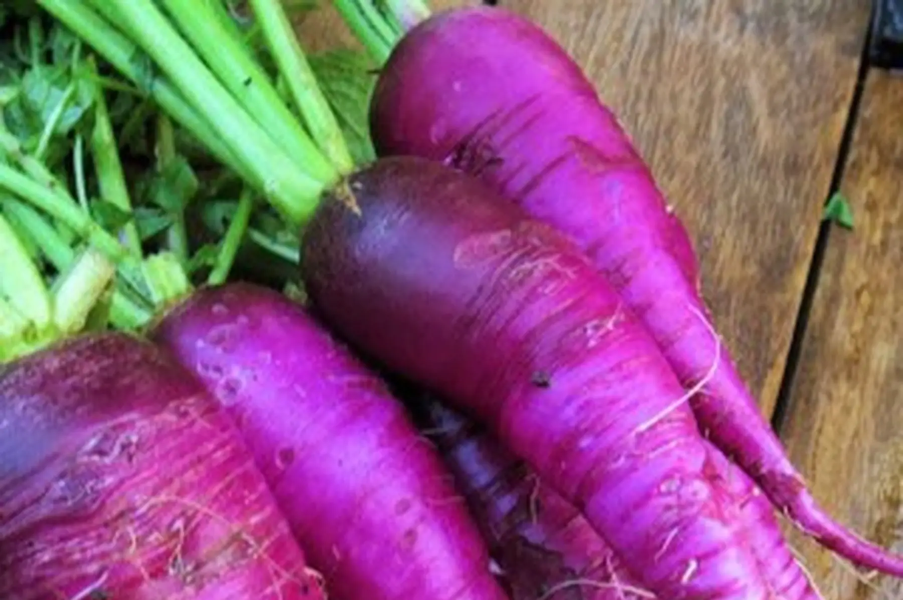 radis "bleu d'automne"