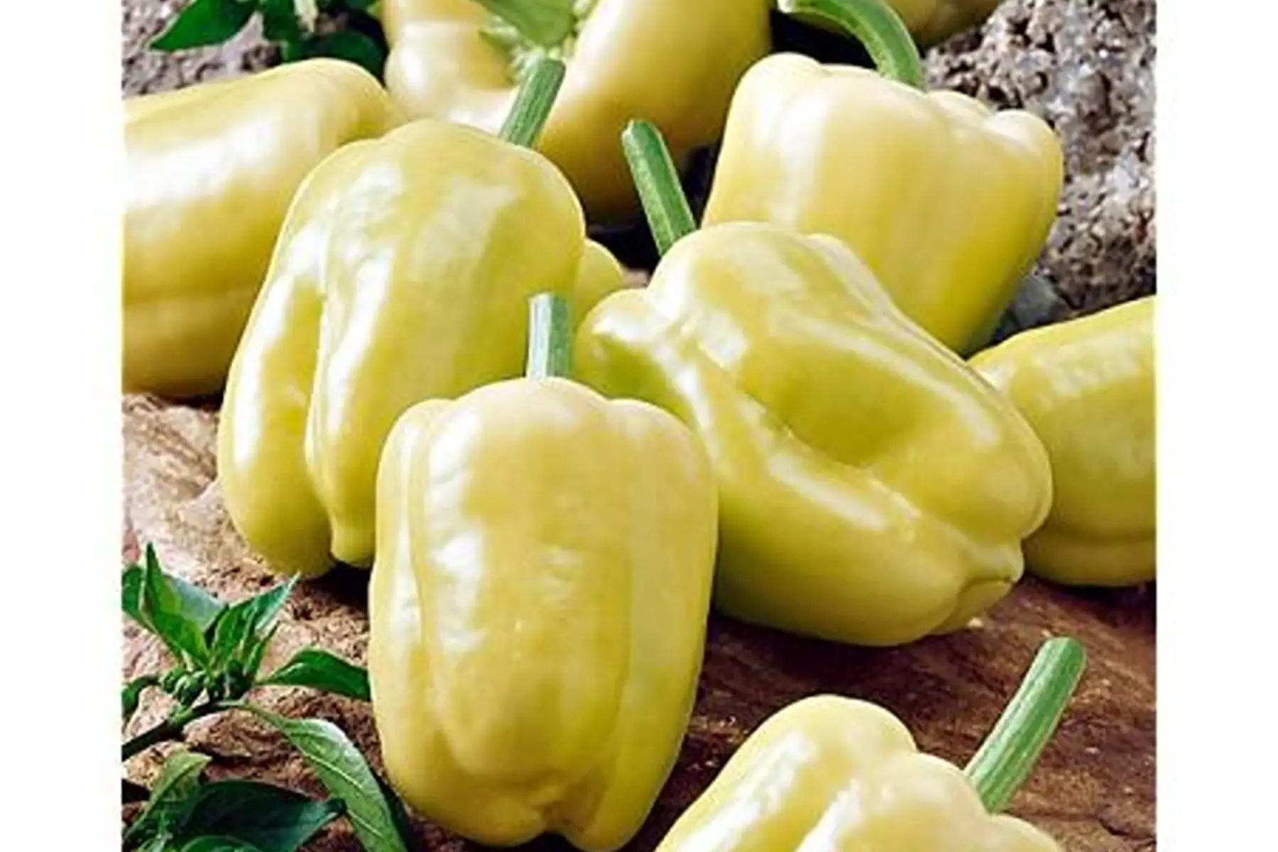 poivron "white bell"