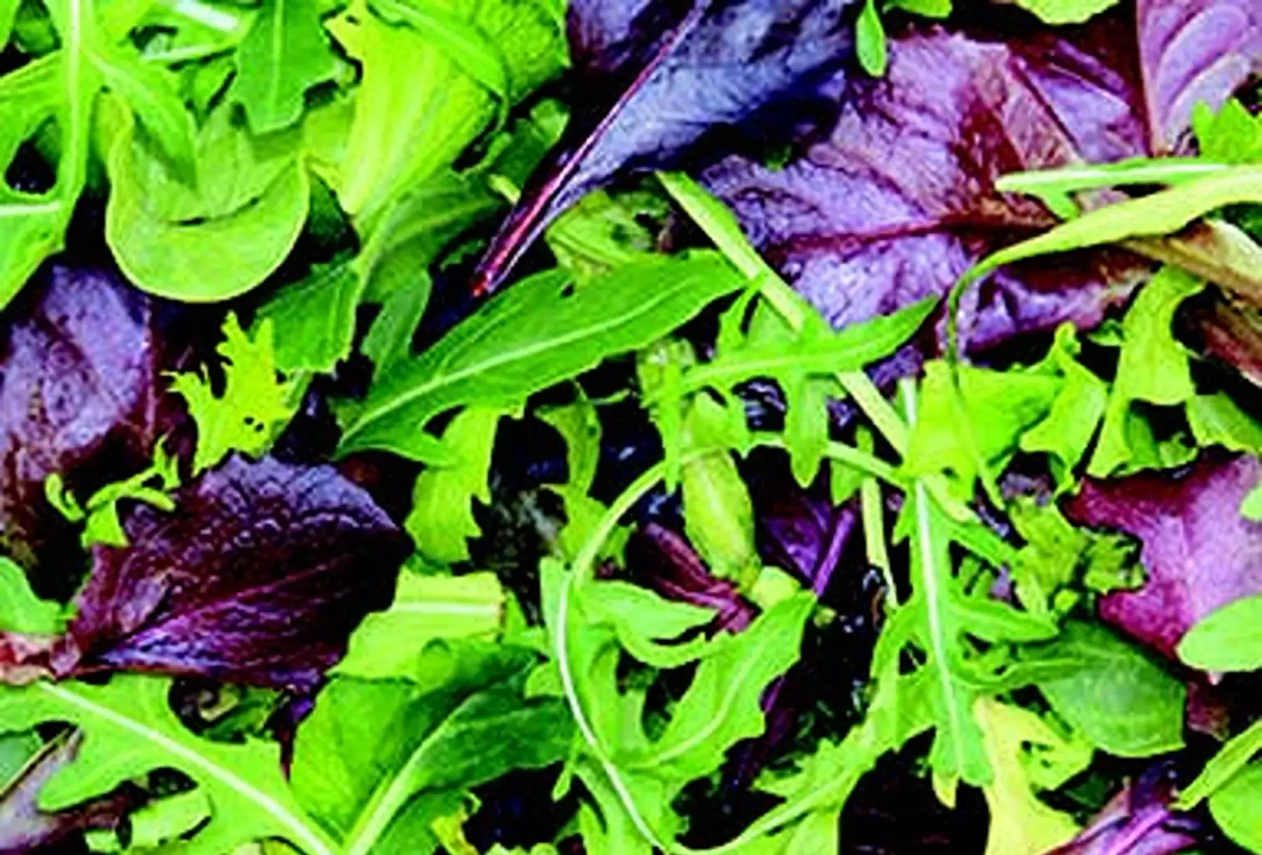 mesclun crétois