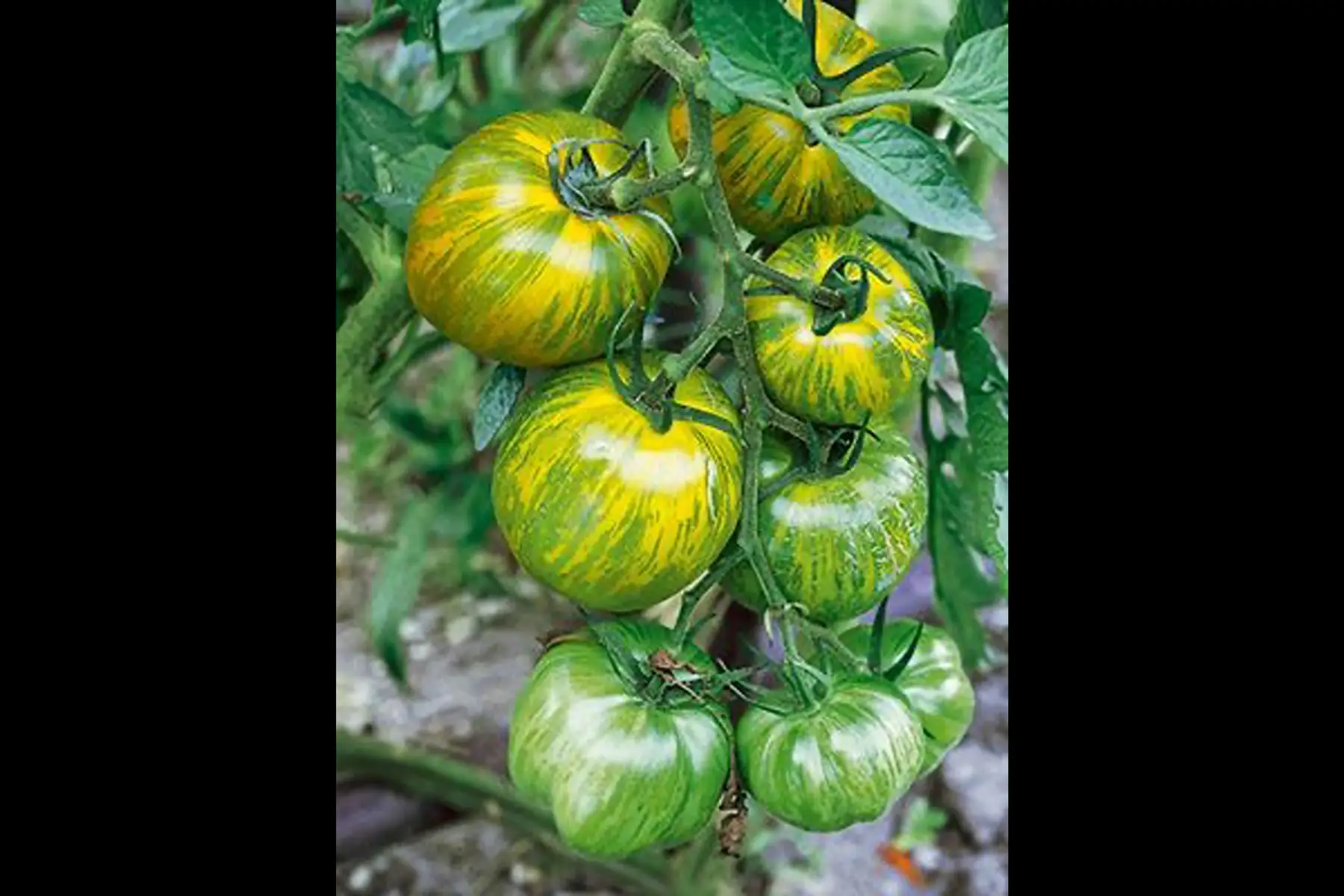 tomate green zebra