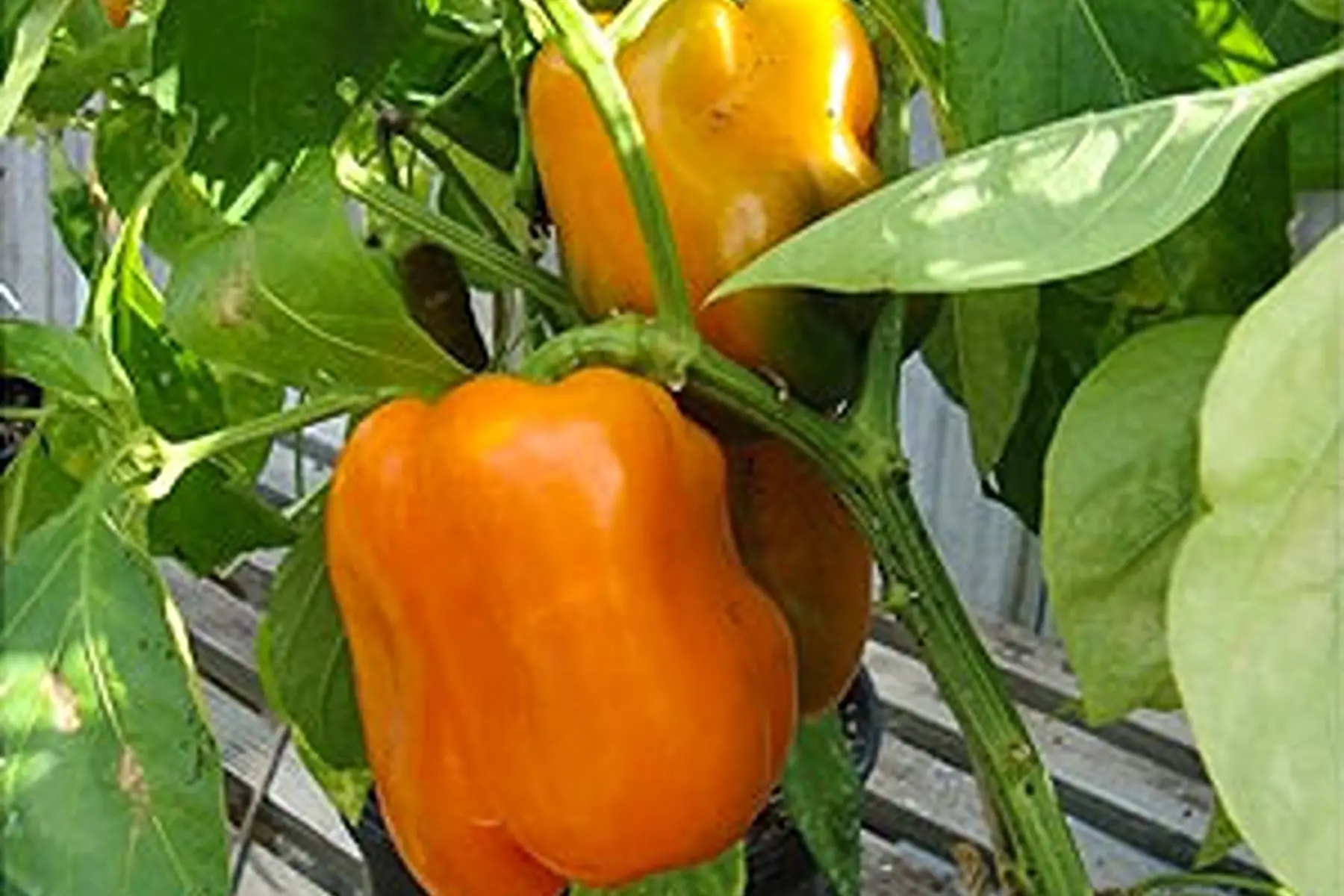 poivron orange