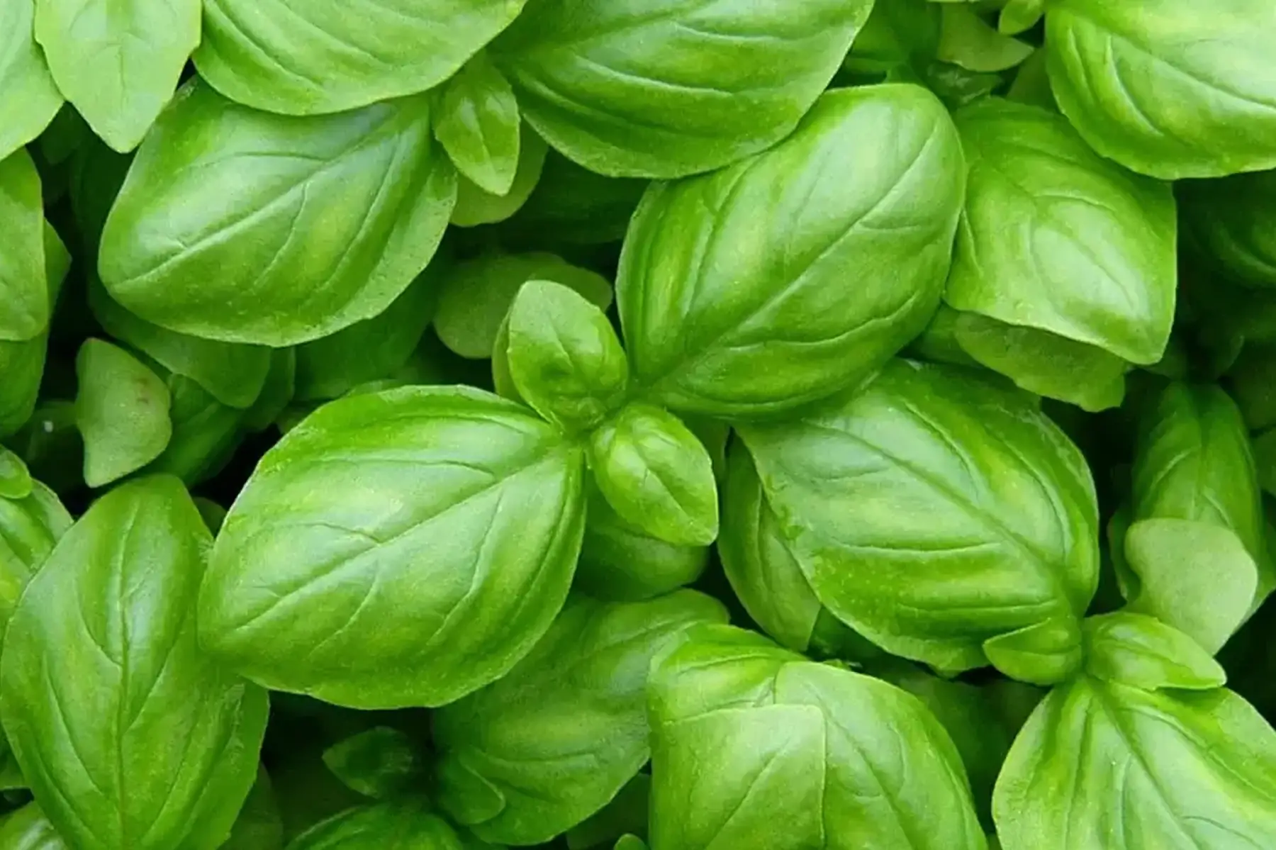 basilic
