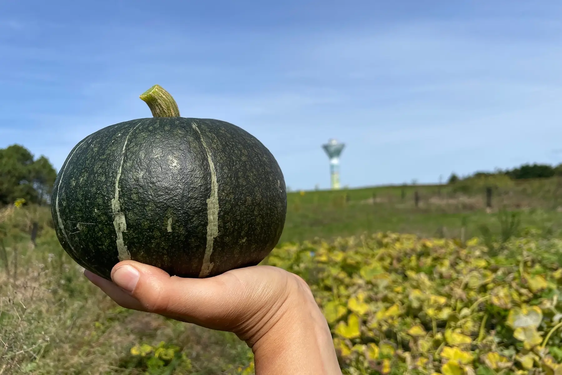 Courge Hokkaido