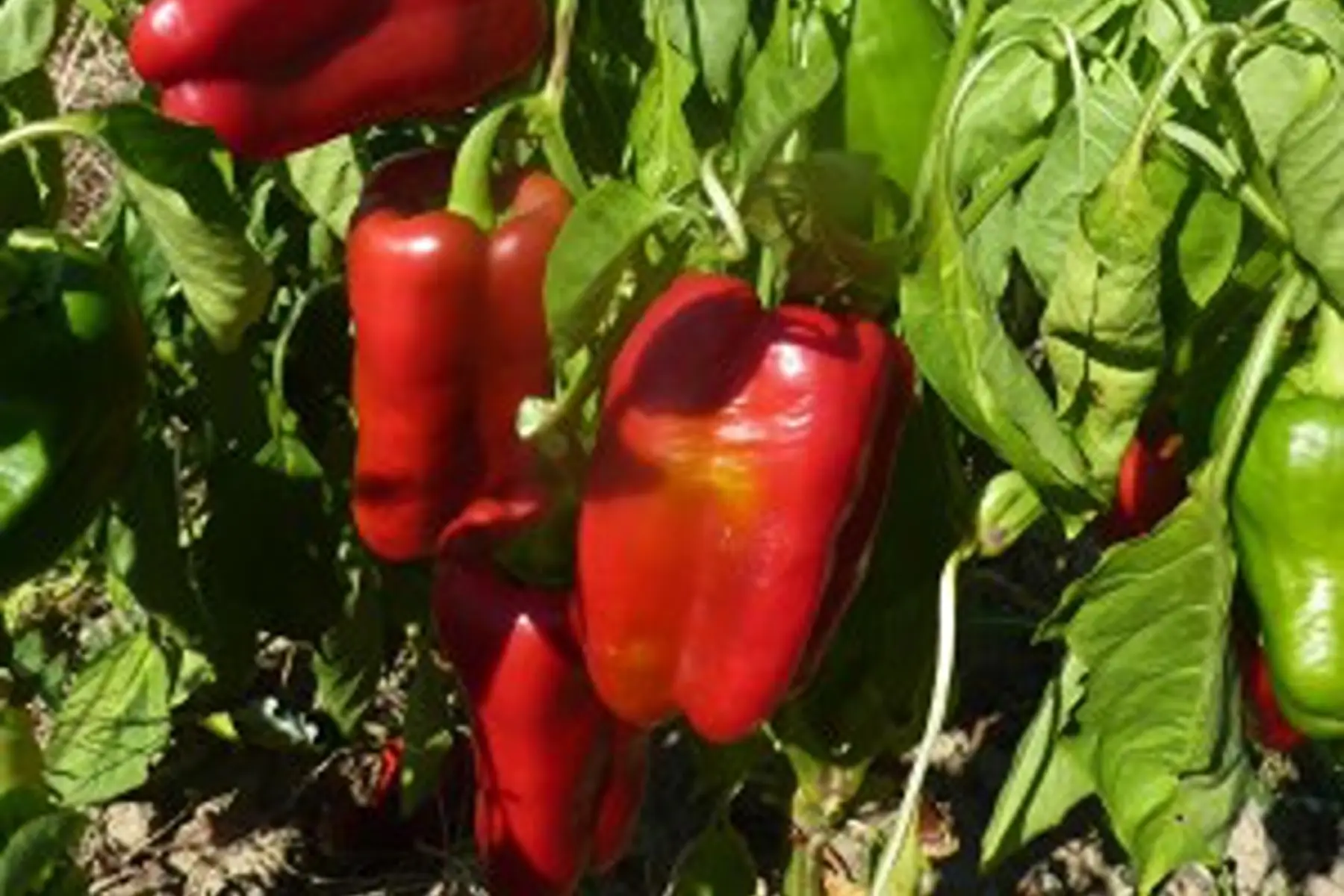 poivron rouge