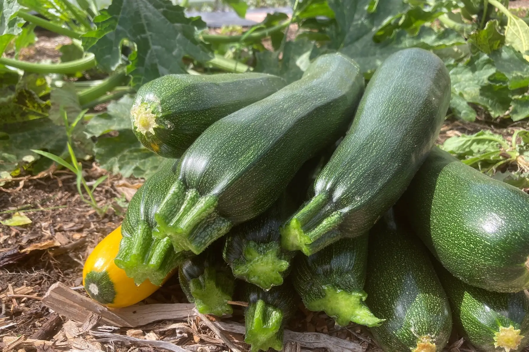 courgette
