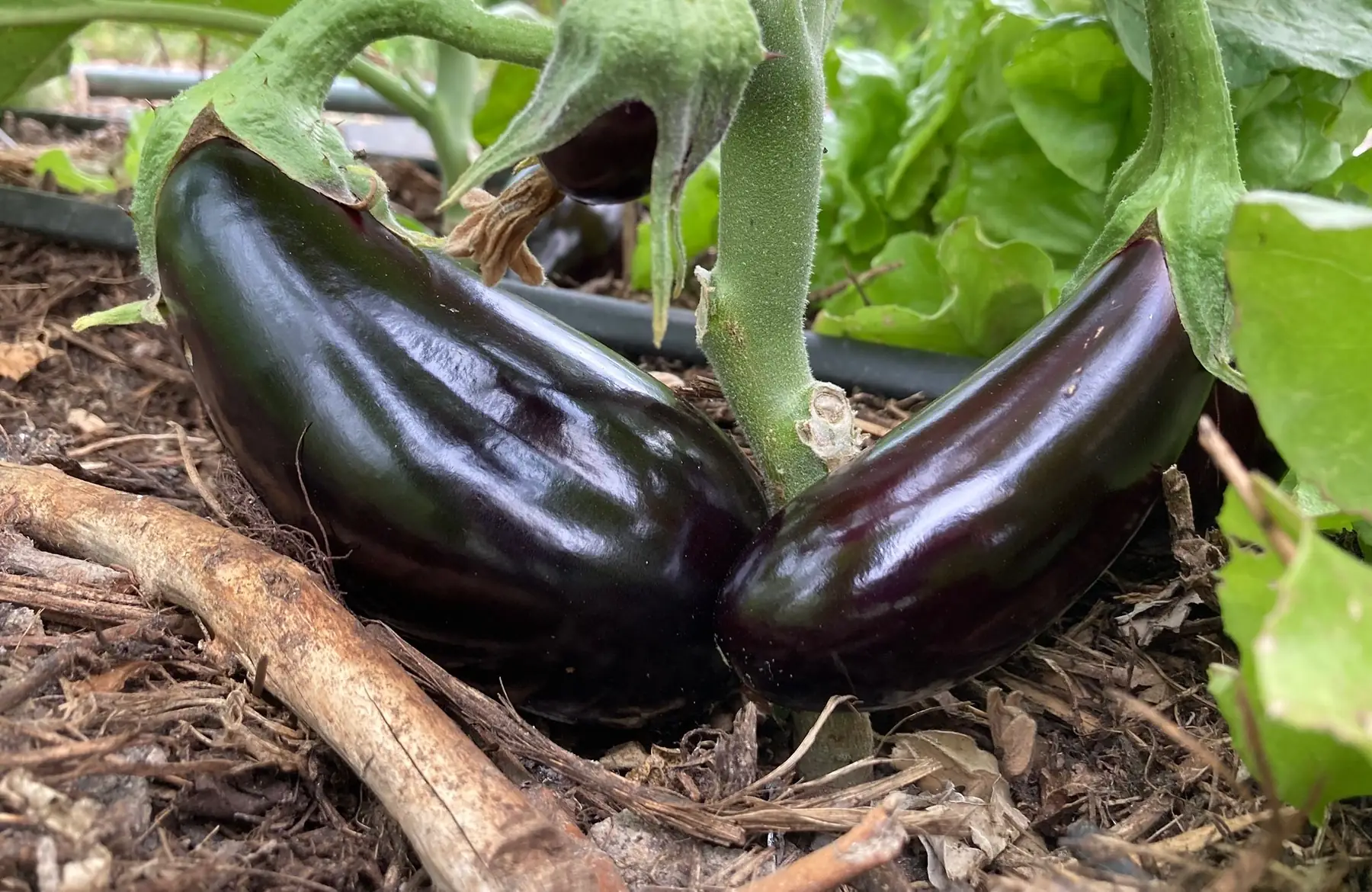 aubergine