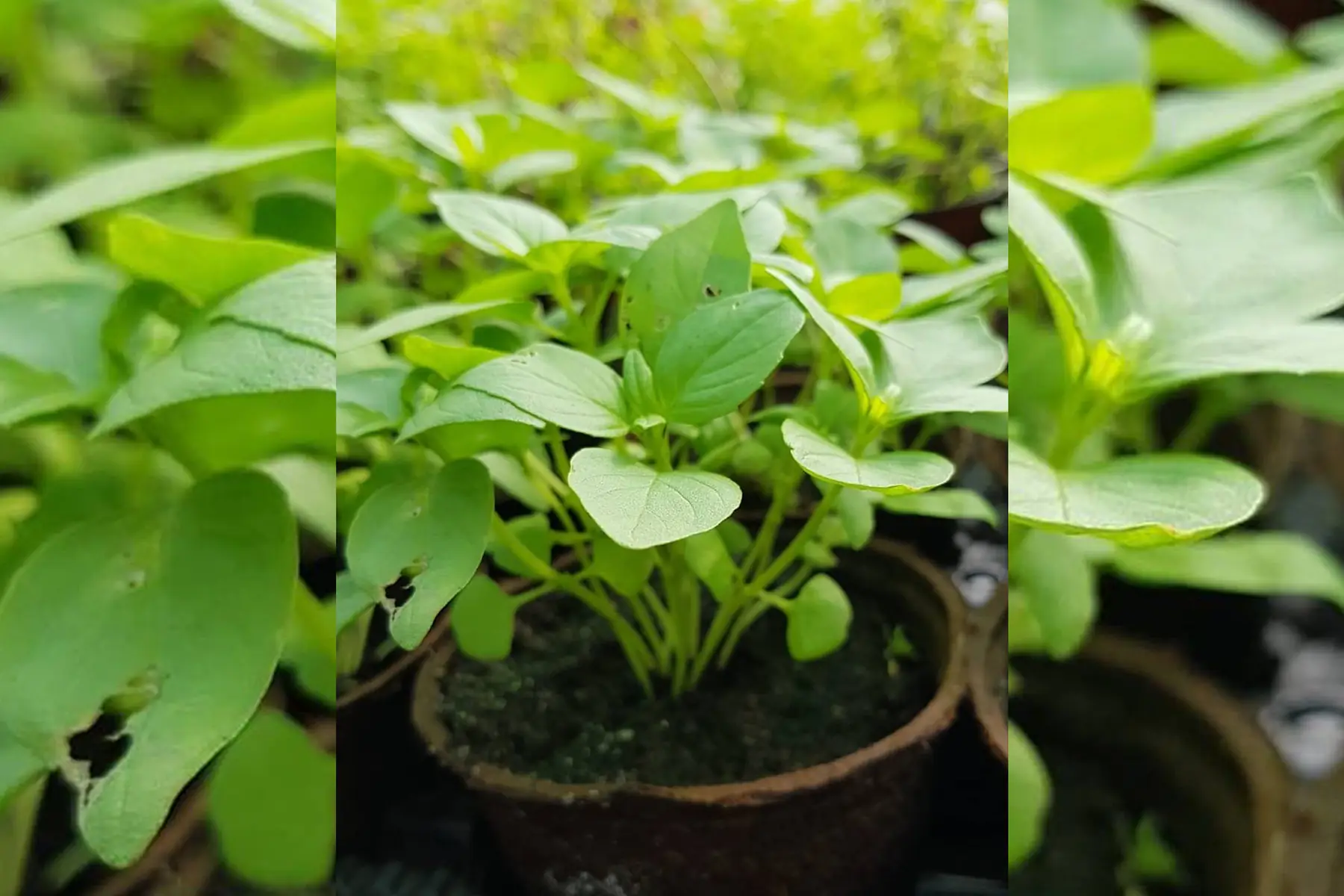 Basilic citron