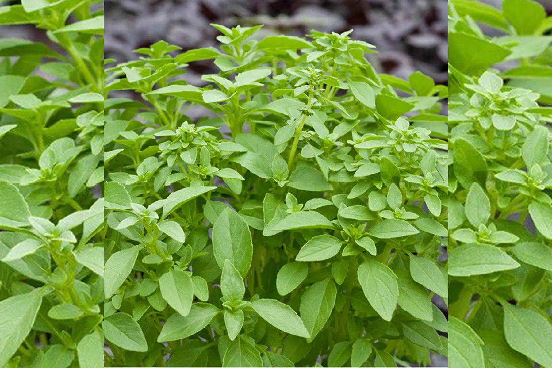 basilic citron