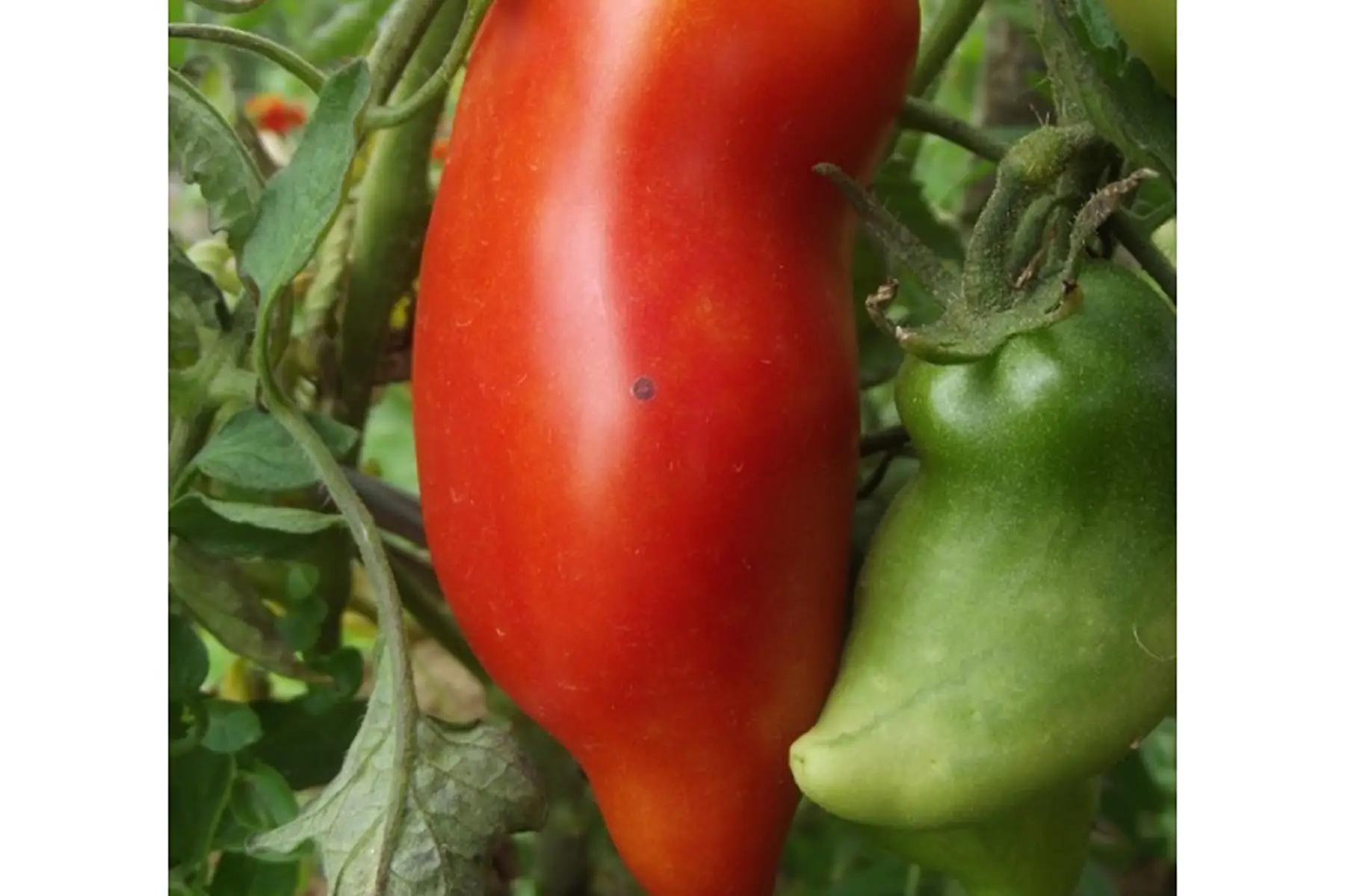 tomate cornue des andes
