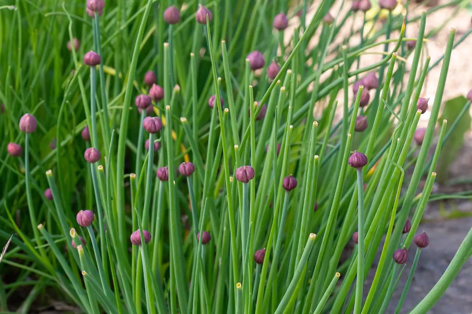 ciboulette