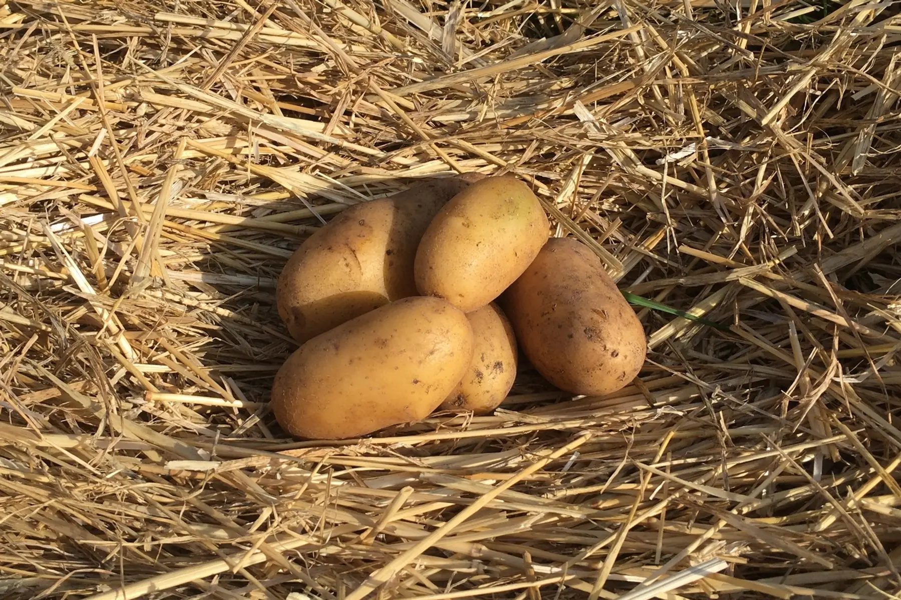 pomme de terre chair tendre
