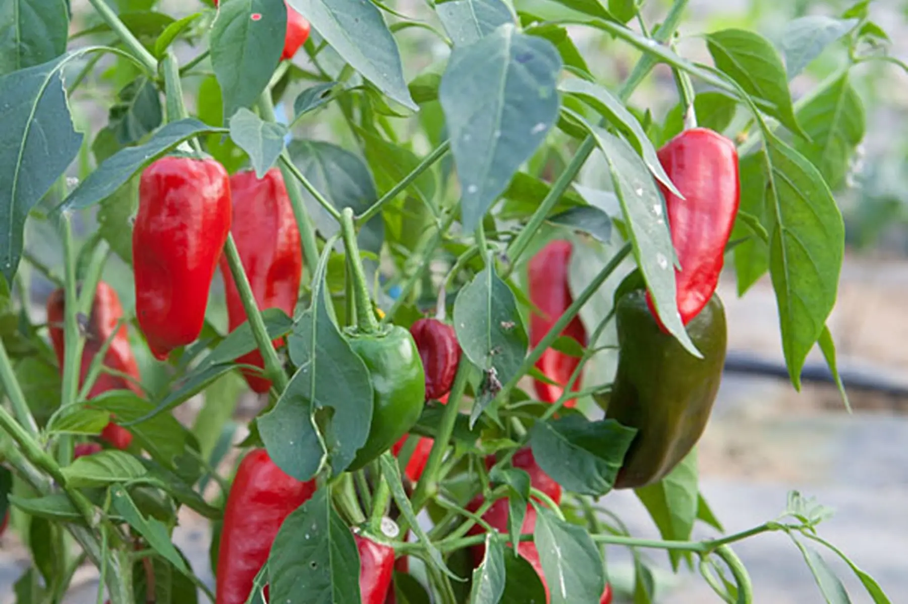 piment fort