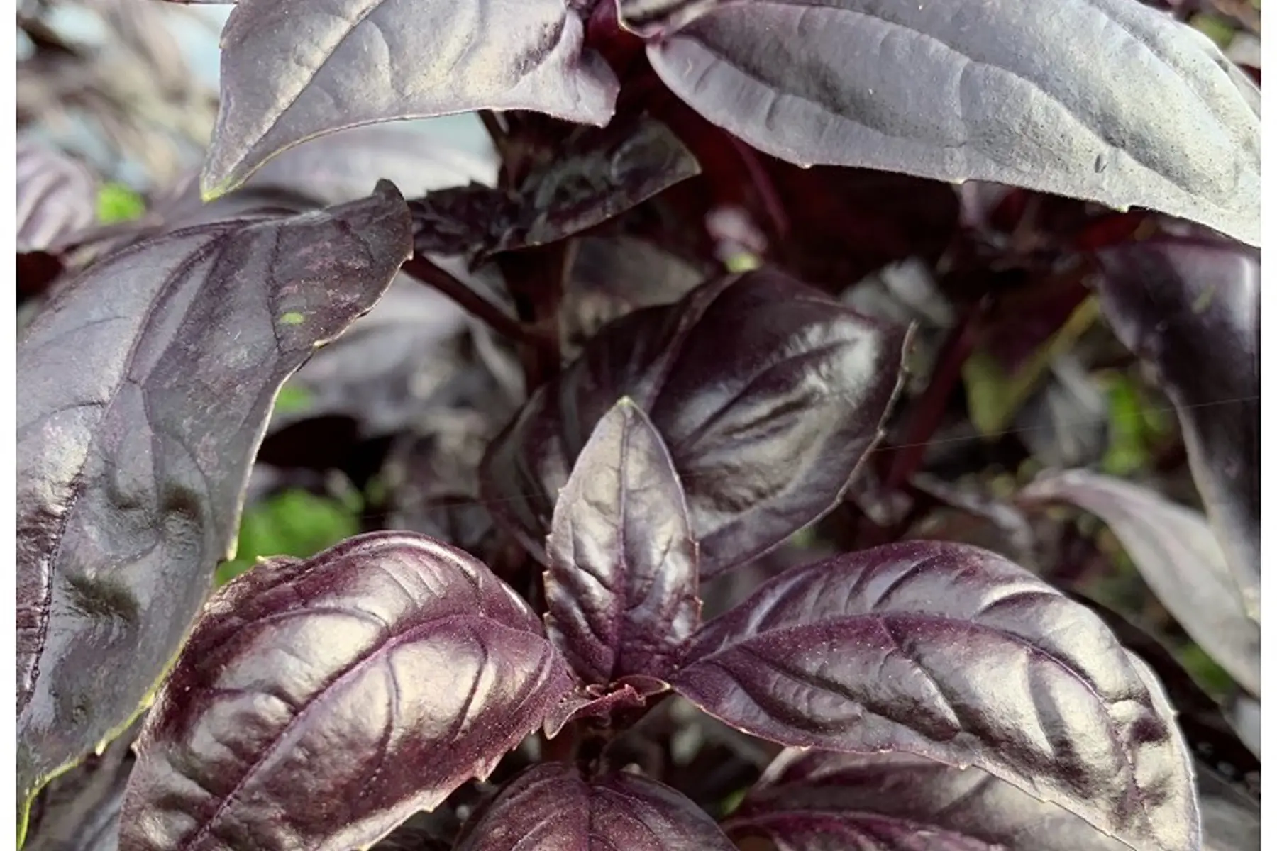 basilic pourpre