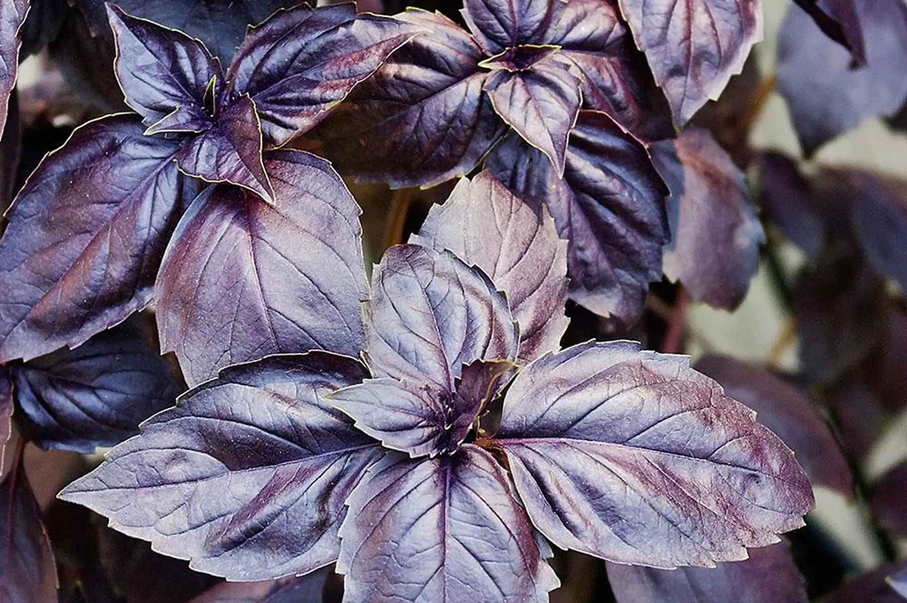 basilic pourpre
