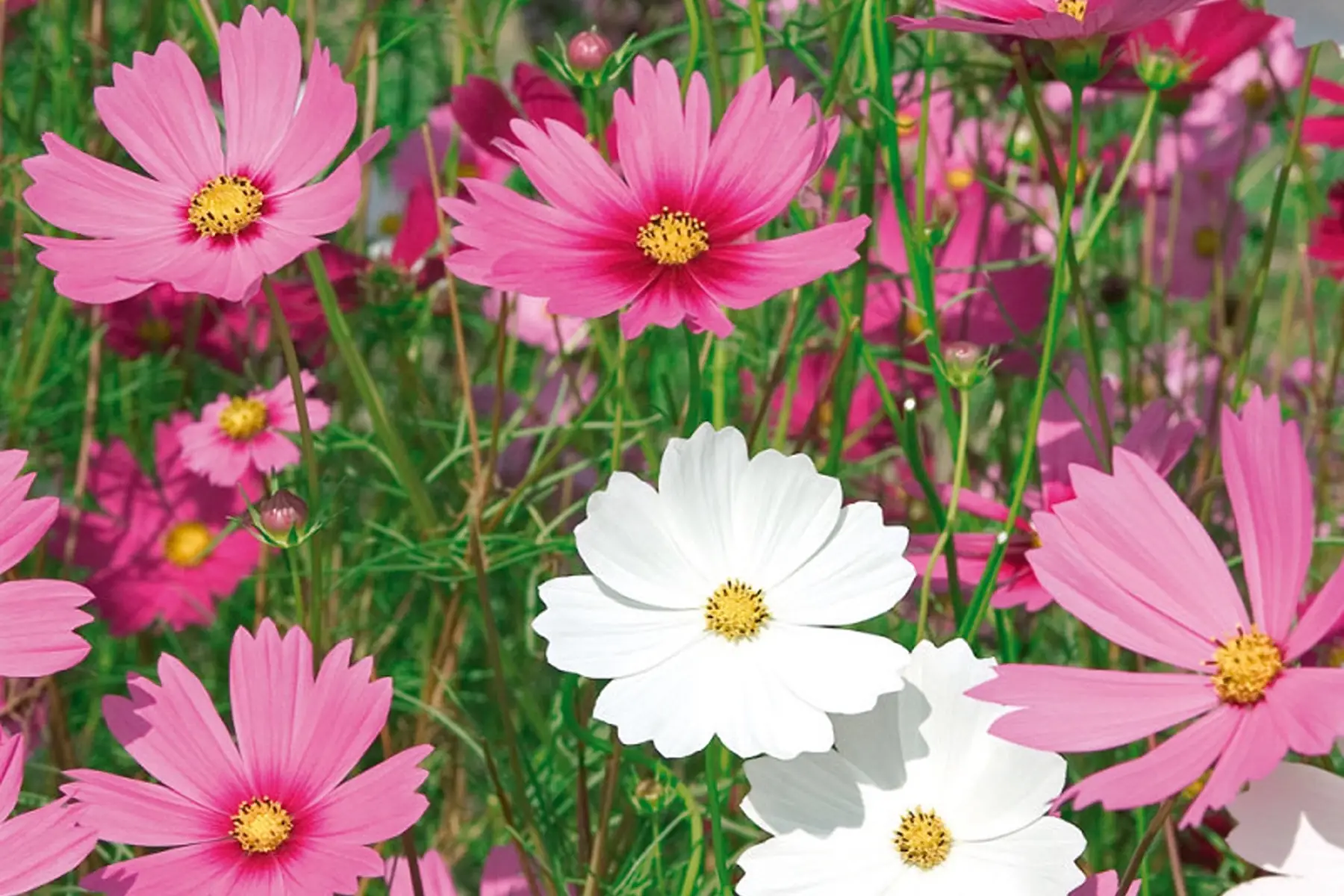 cosmos