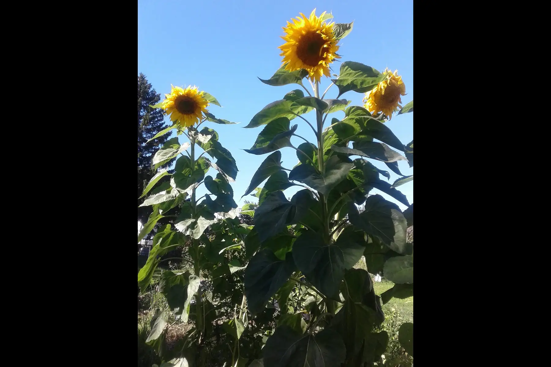 tournesol