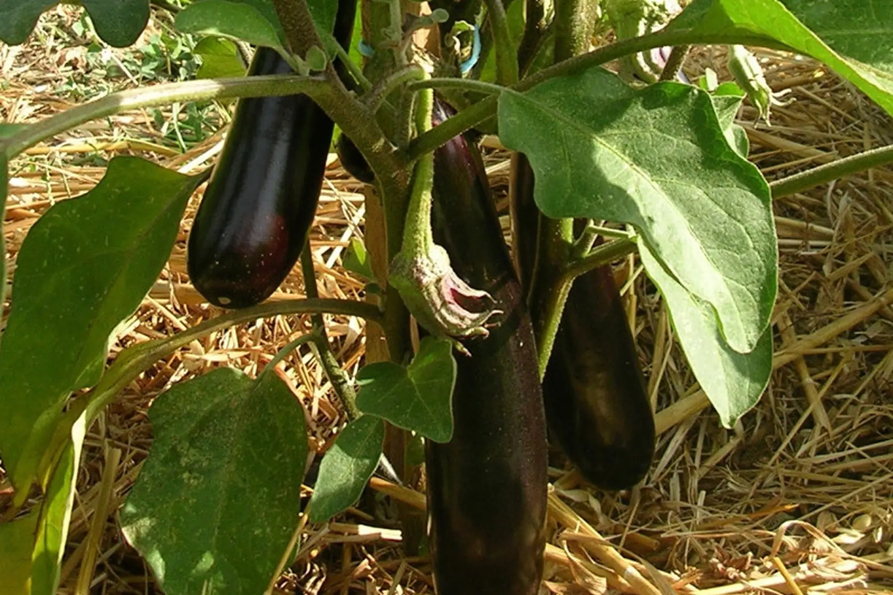 aubergine Barbentane