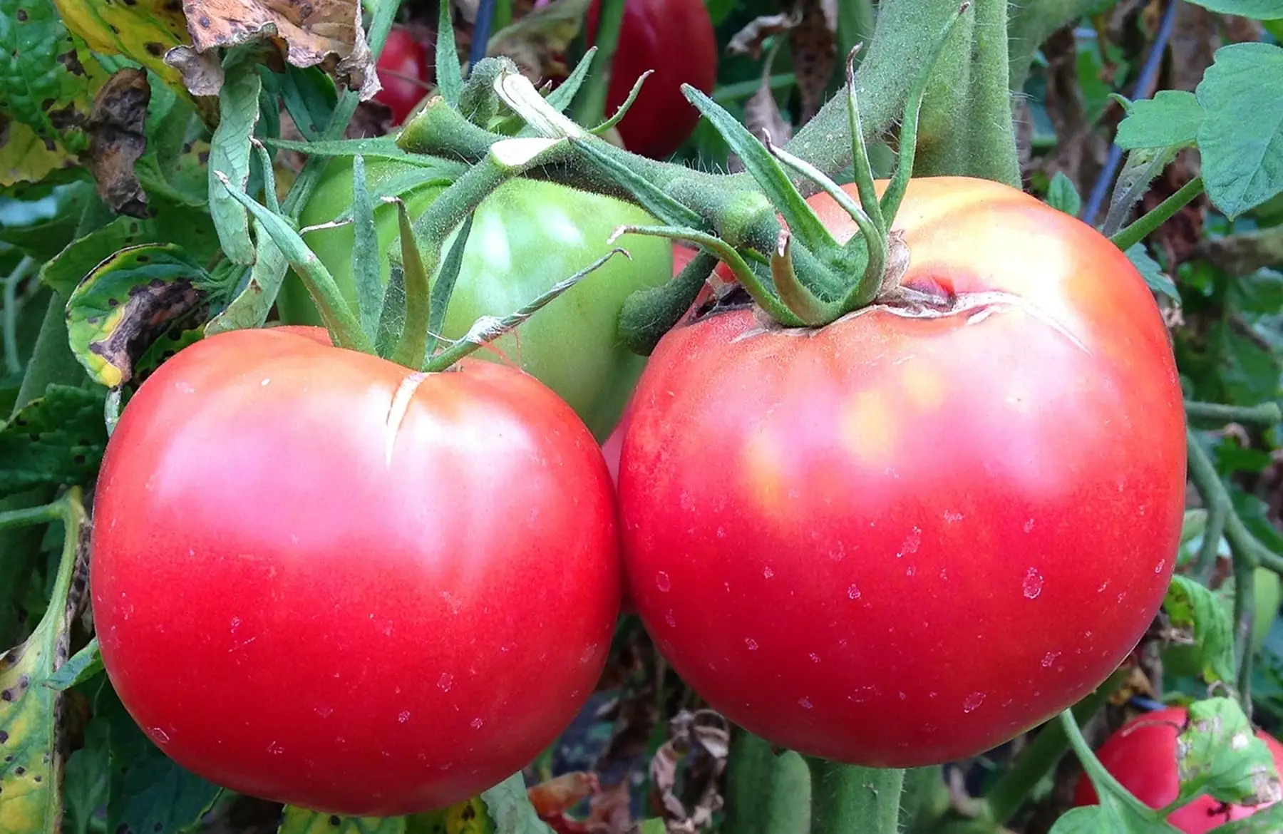 tomate rose de berne