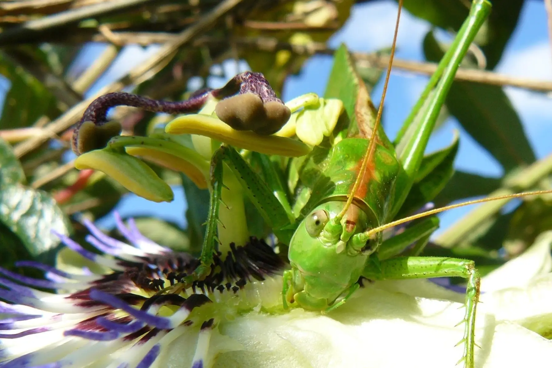 GAEC Les Jardins de Piconnat