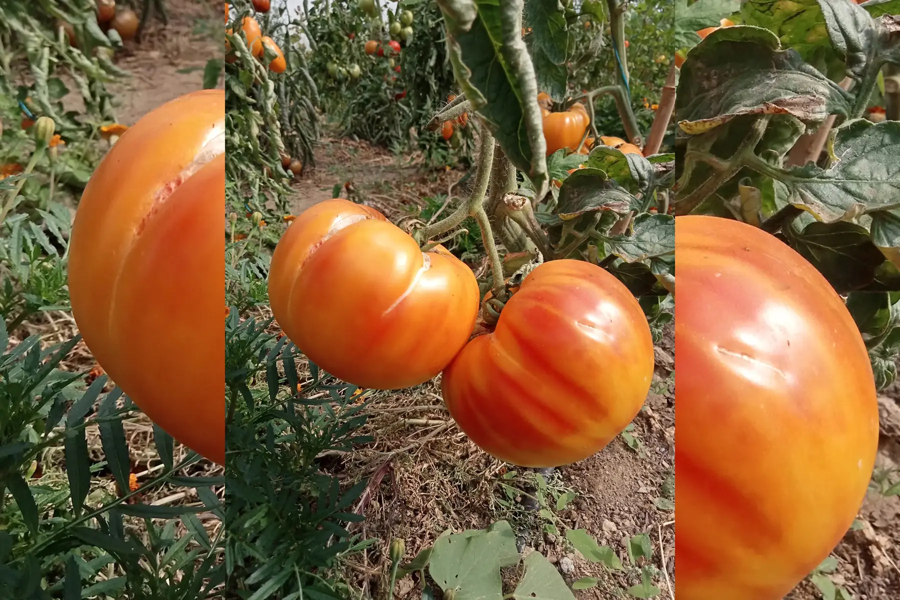Tomate ananas