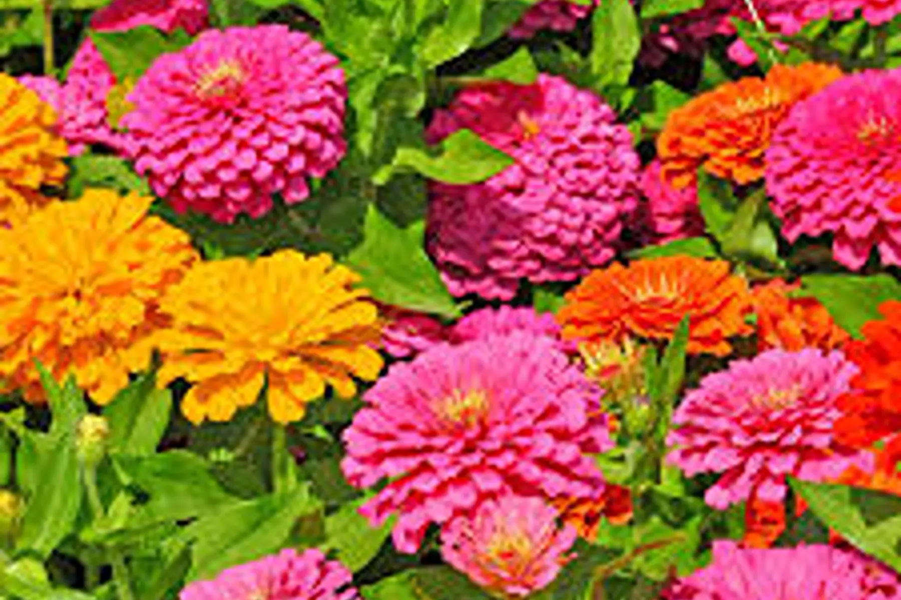 Zinnia