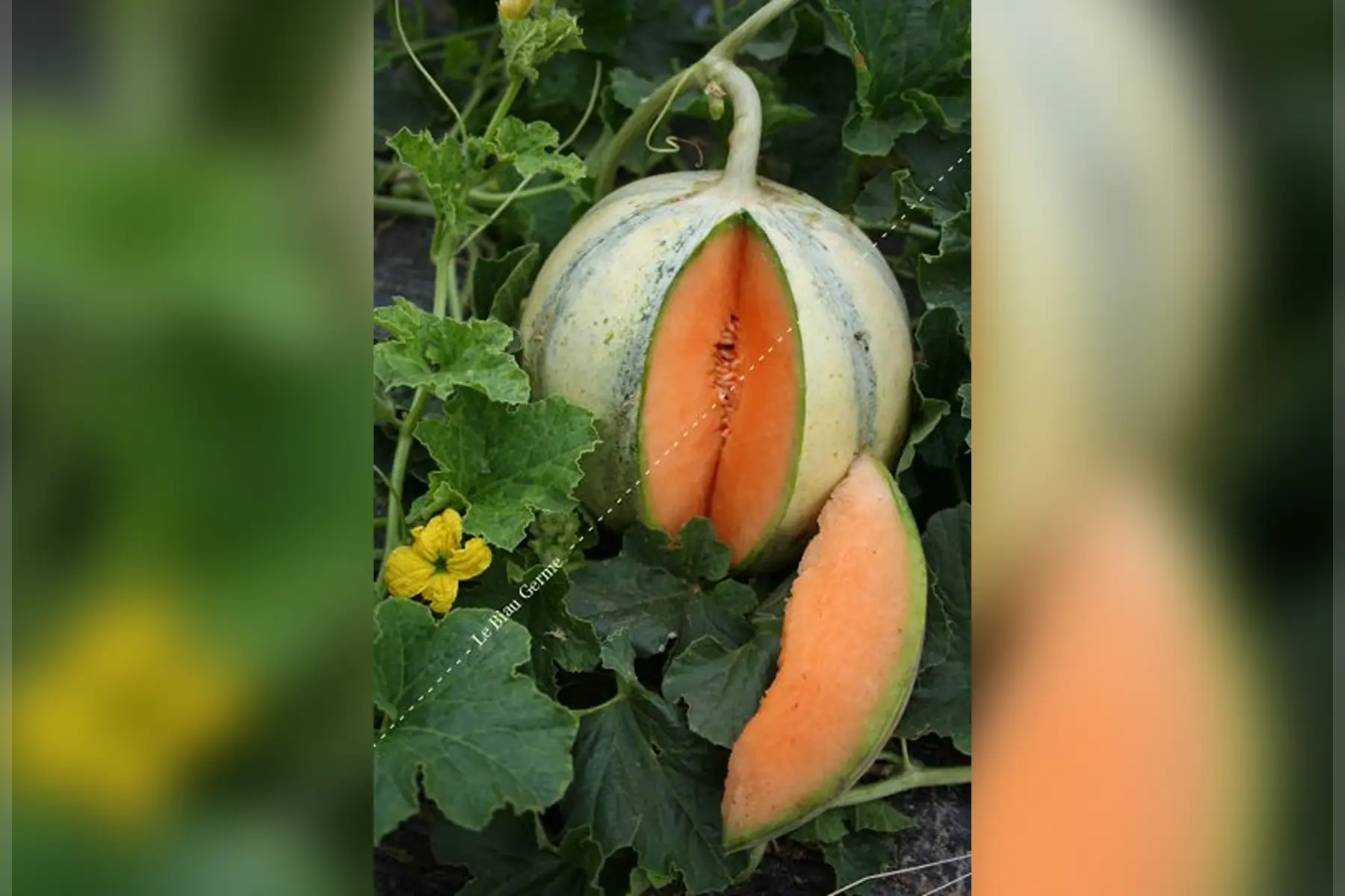 melon