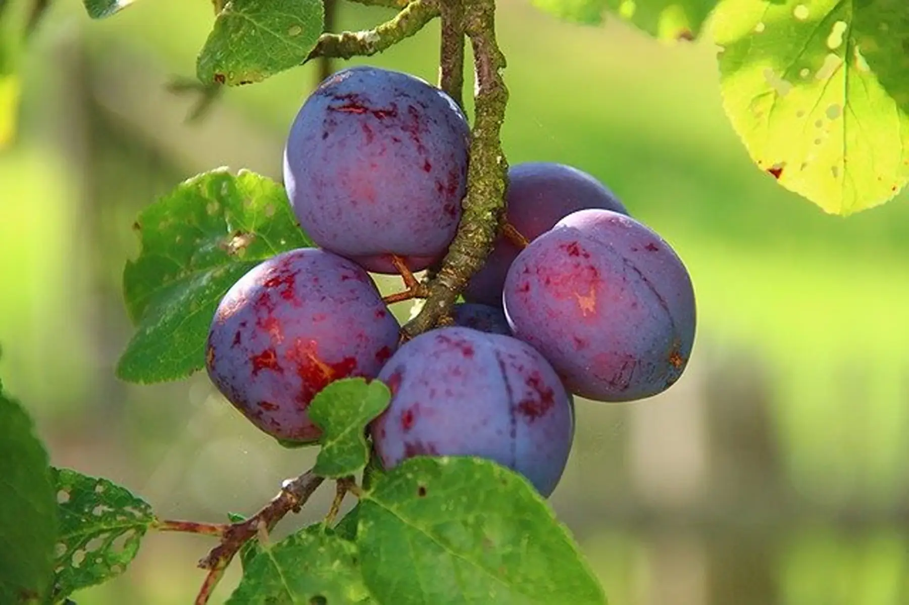 Prune Royale de Montauban