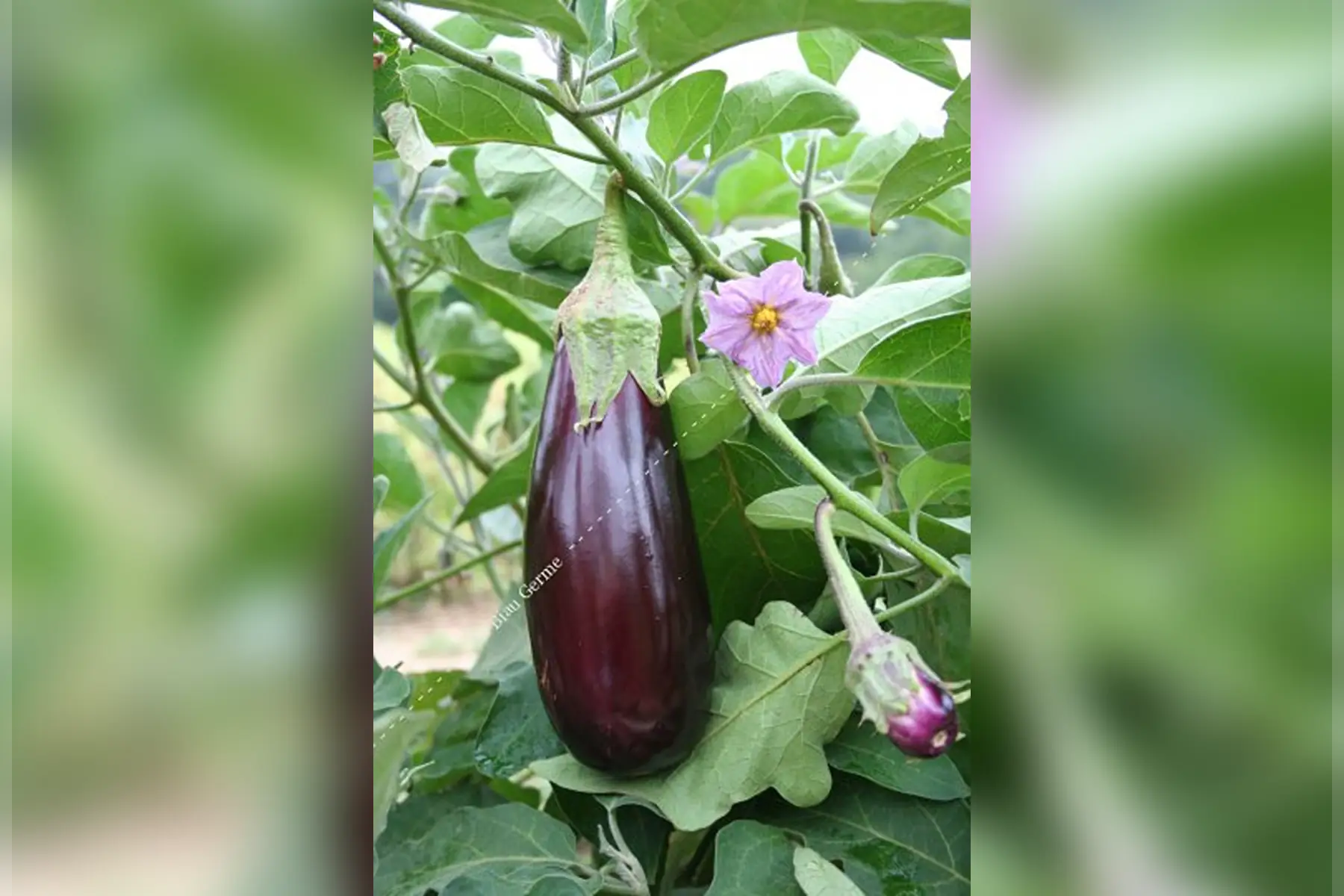aubergine mix longue, ronde, blanche...