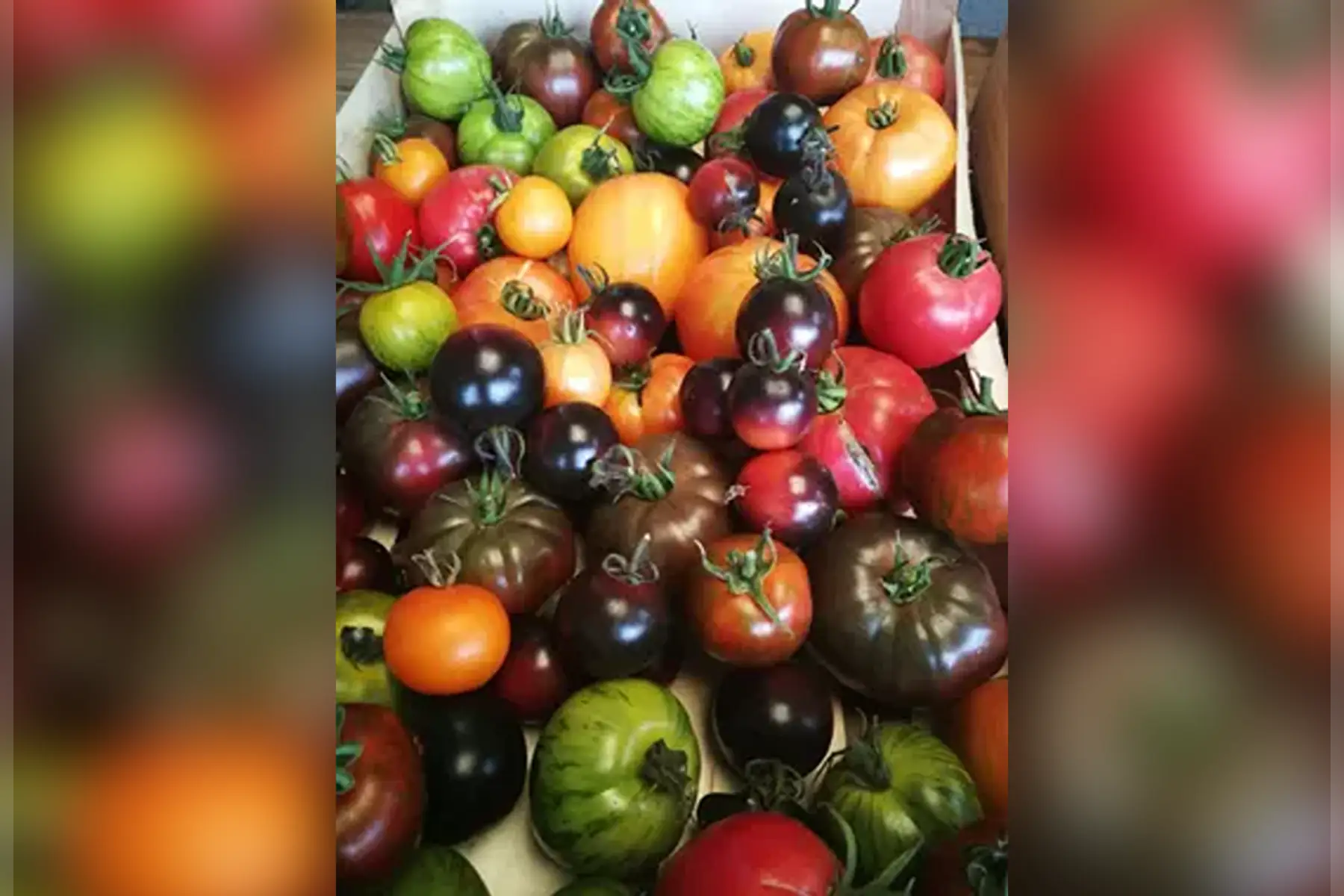 tomates assortiment de varietes anciennes et recentes